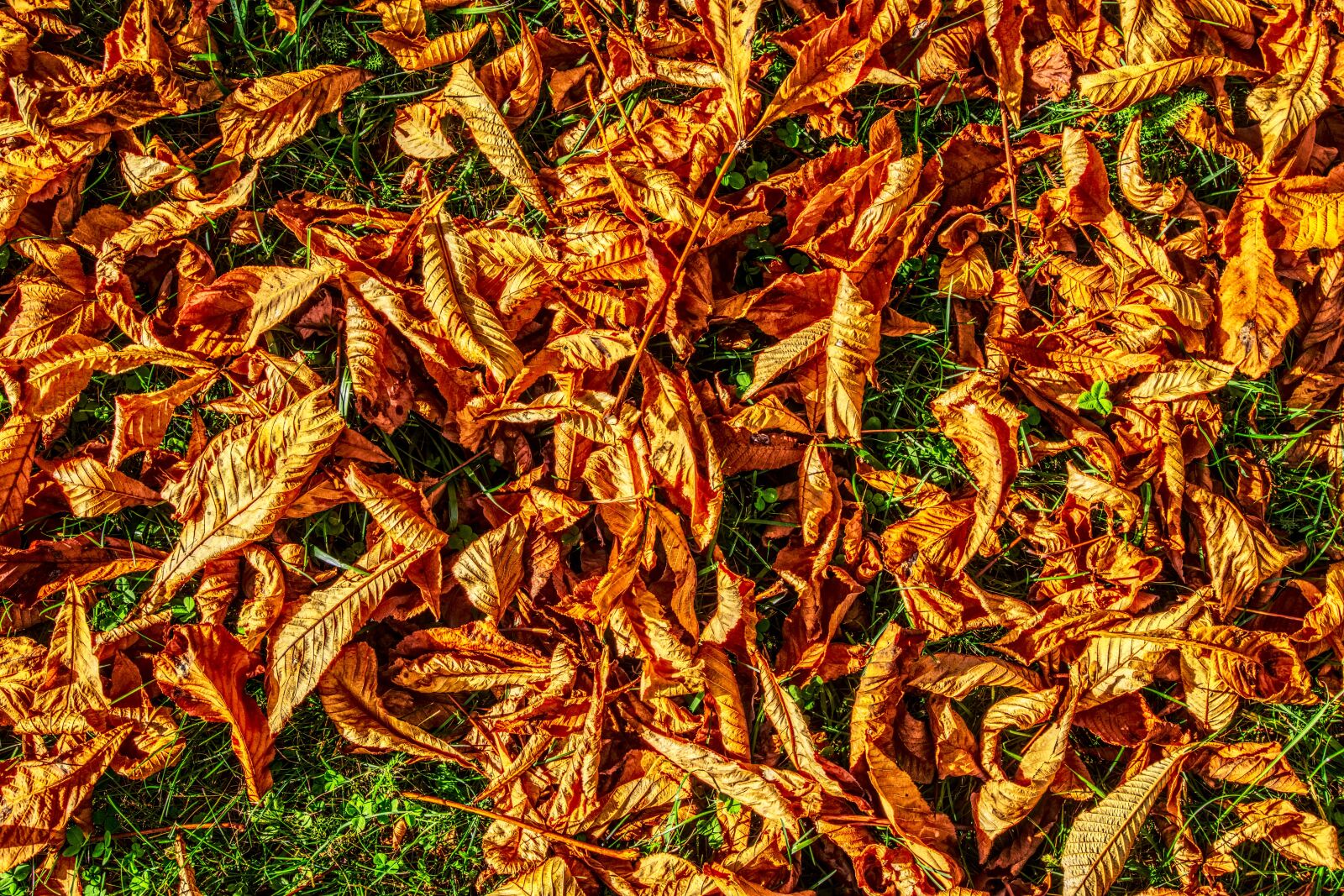 Sony E 16-50mm F3.5-5.6 PZ OSS sample photo. Leaves, fall foliage, autumn photography