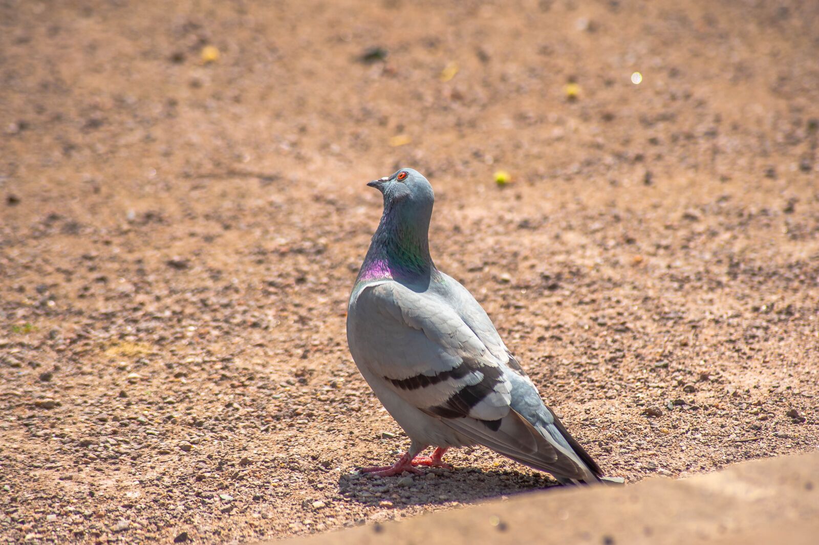 Nikon D700 sample photo. Bird, dove, feather photography