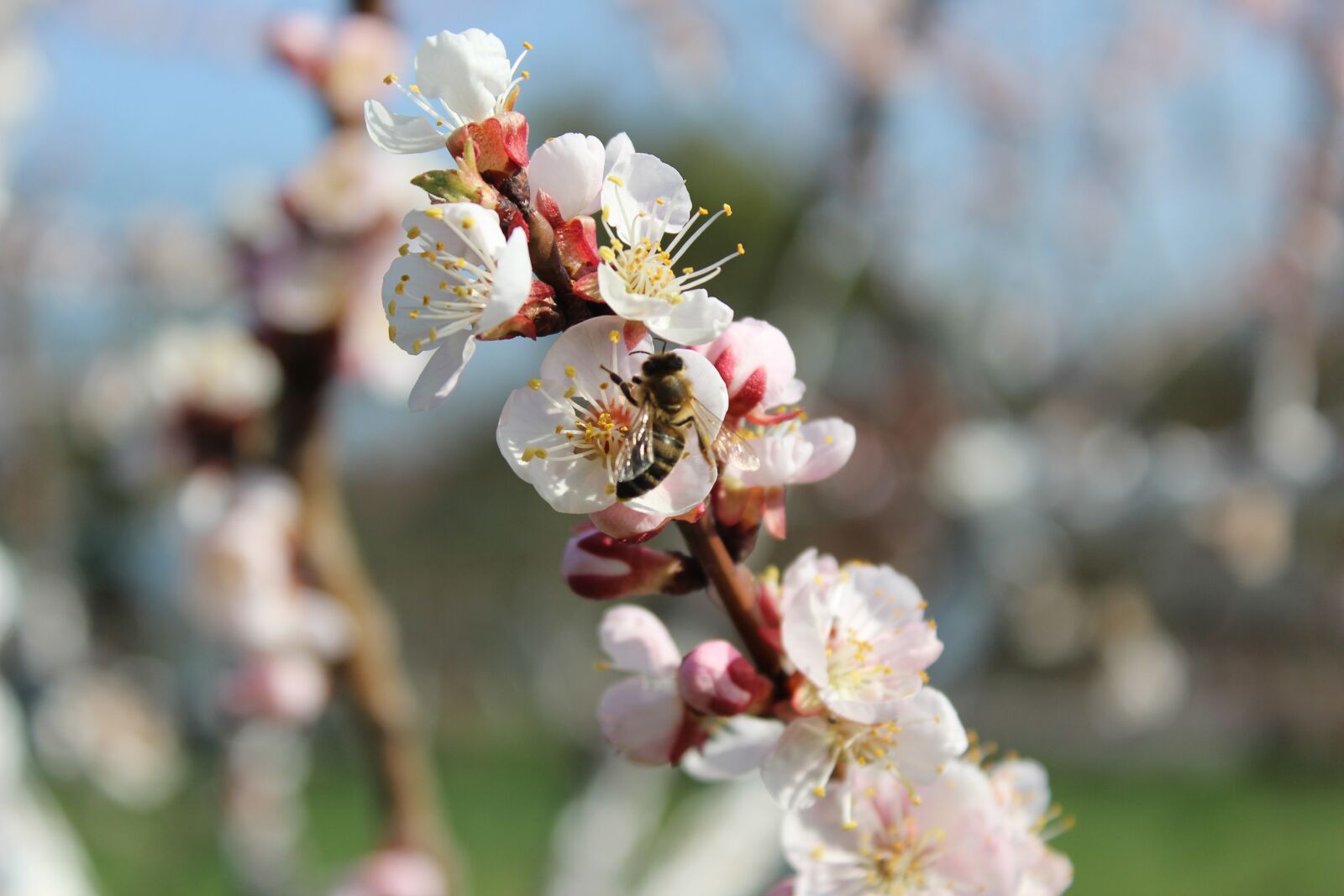 Canon EOS 600D (Rebel EOS T3i / EOS Kiss X5) sample photo. Bee, spring, nature photography
