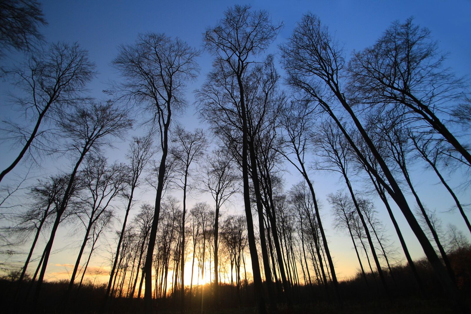 Canon EOS 700D (EOS Rebel T5i / EOS Kiss X7i) sample photo. Tree, trees, forest photography