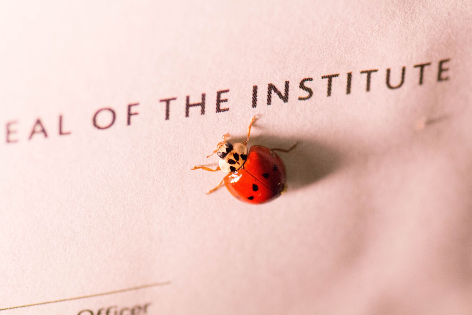 Canon EOS 700D (EOS Rebel T5i / EOS Kiss X7i) sample photo. Ladybug, insect, macro photography