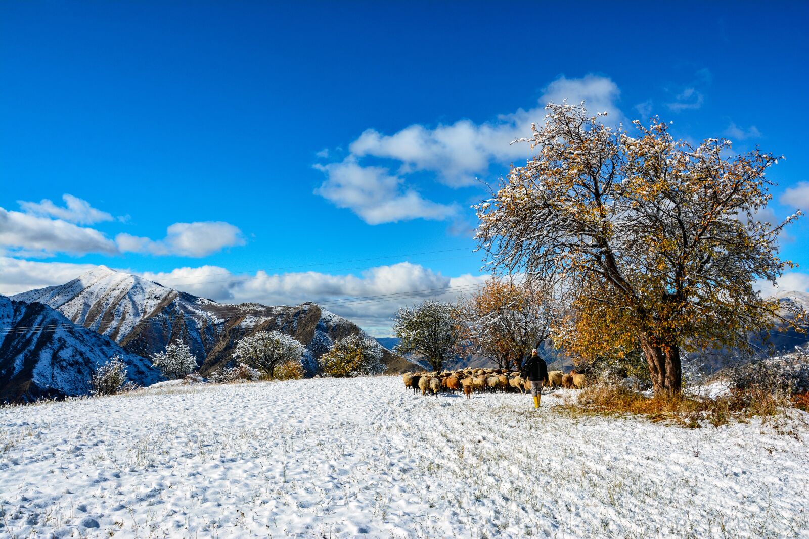 Nikon D7100 sample photo. Turkey, kaçkars, herd photography