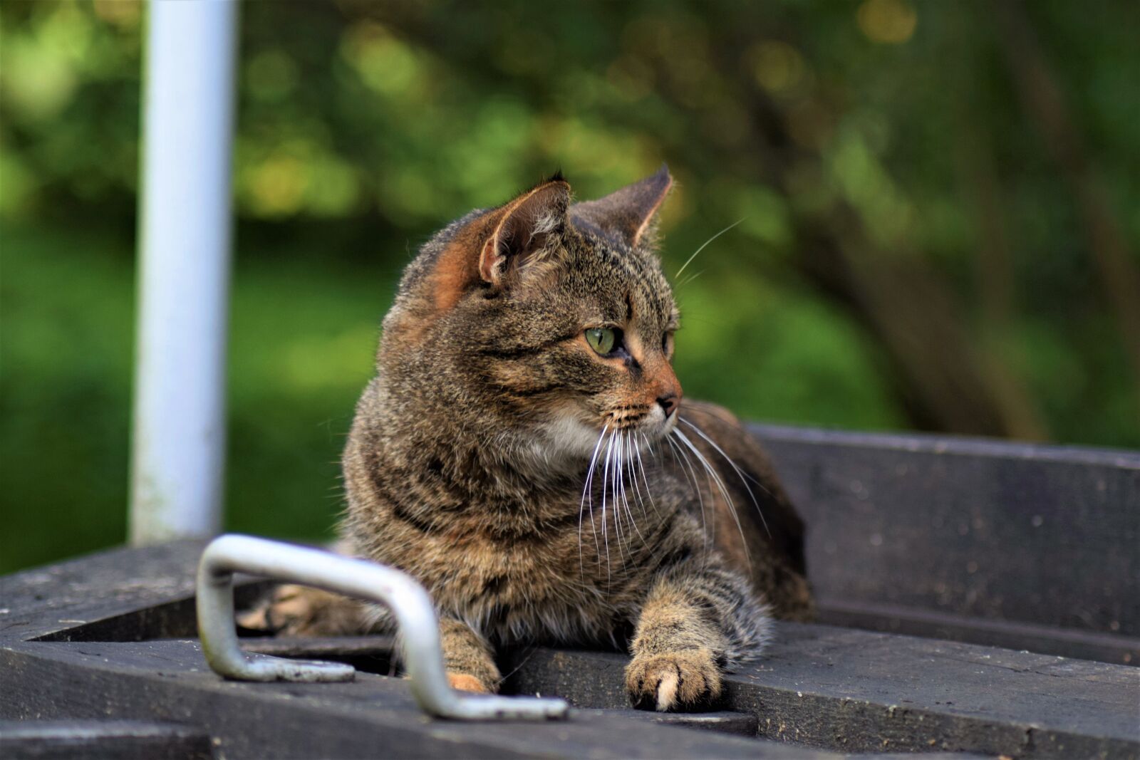 Nikon D3300 sample photo. Cat, brown, cute photography