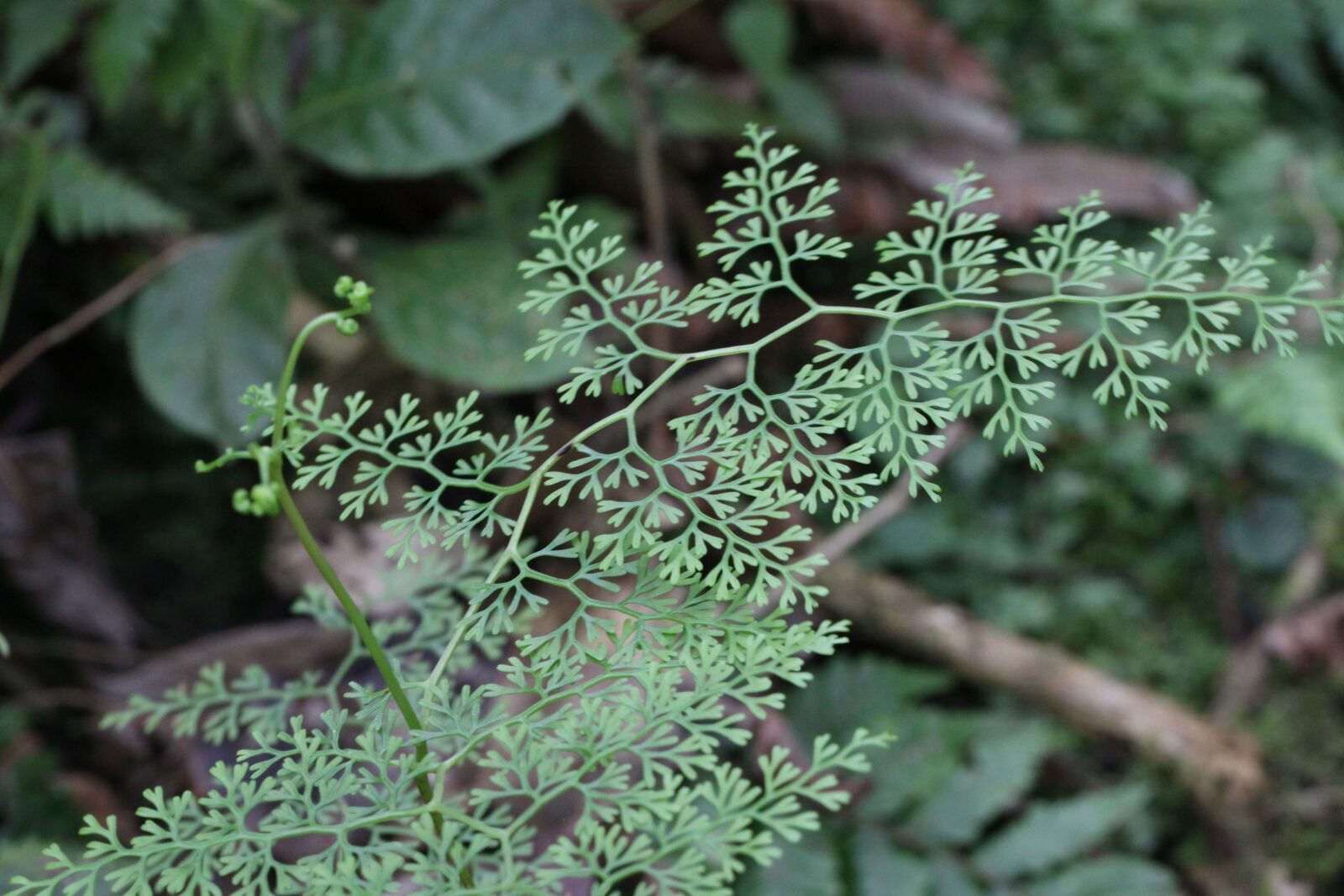 Canon EOS 50D sample photo. Fern, forest, green photography