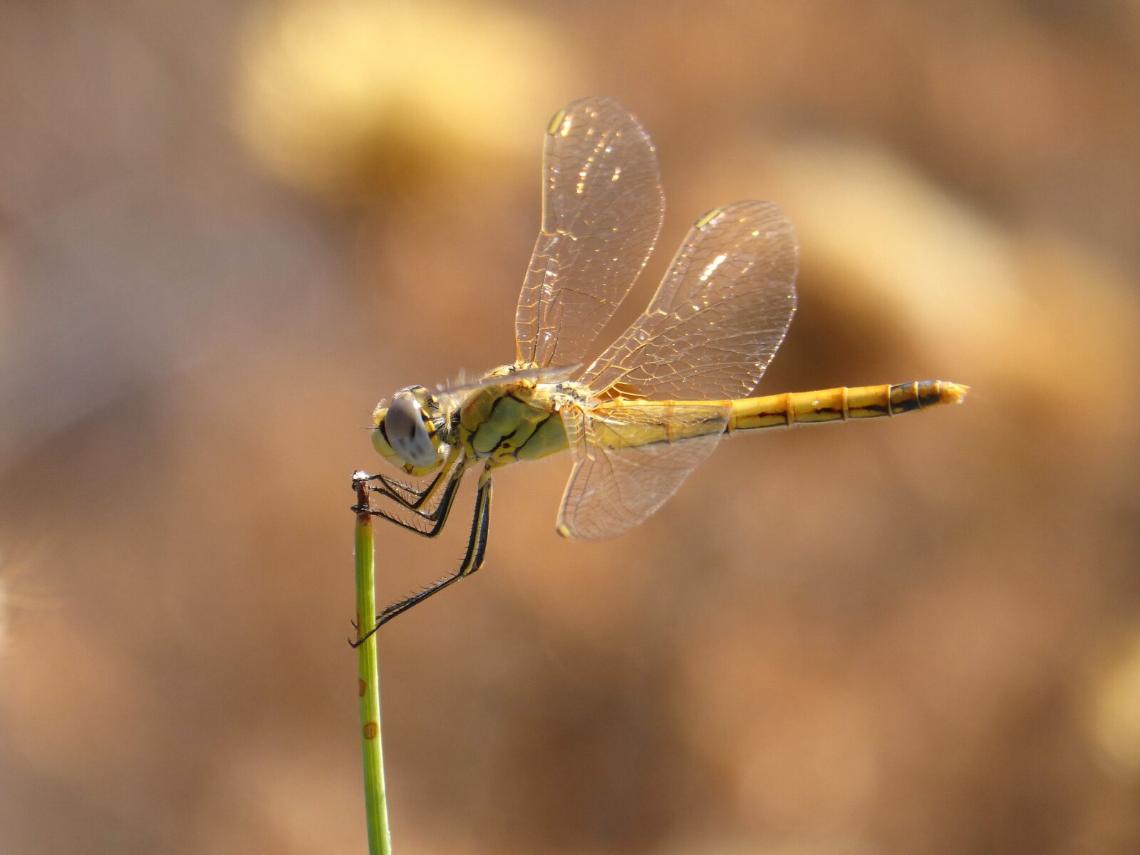 Panasonic DMC-FZ62 sample photo. Epaulet skimmer, dragonfly, yellow photography