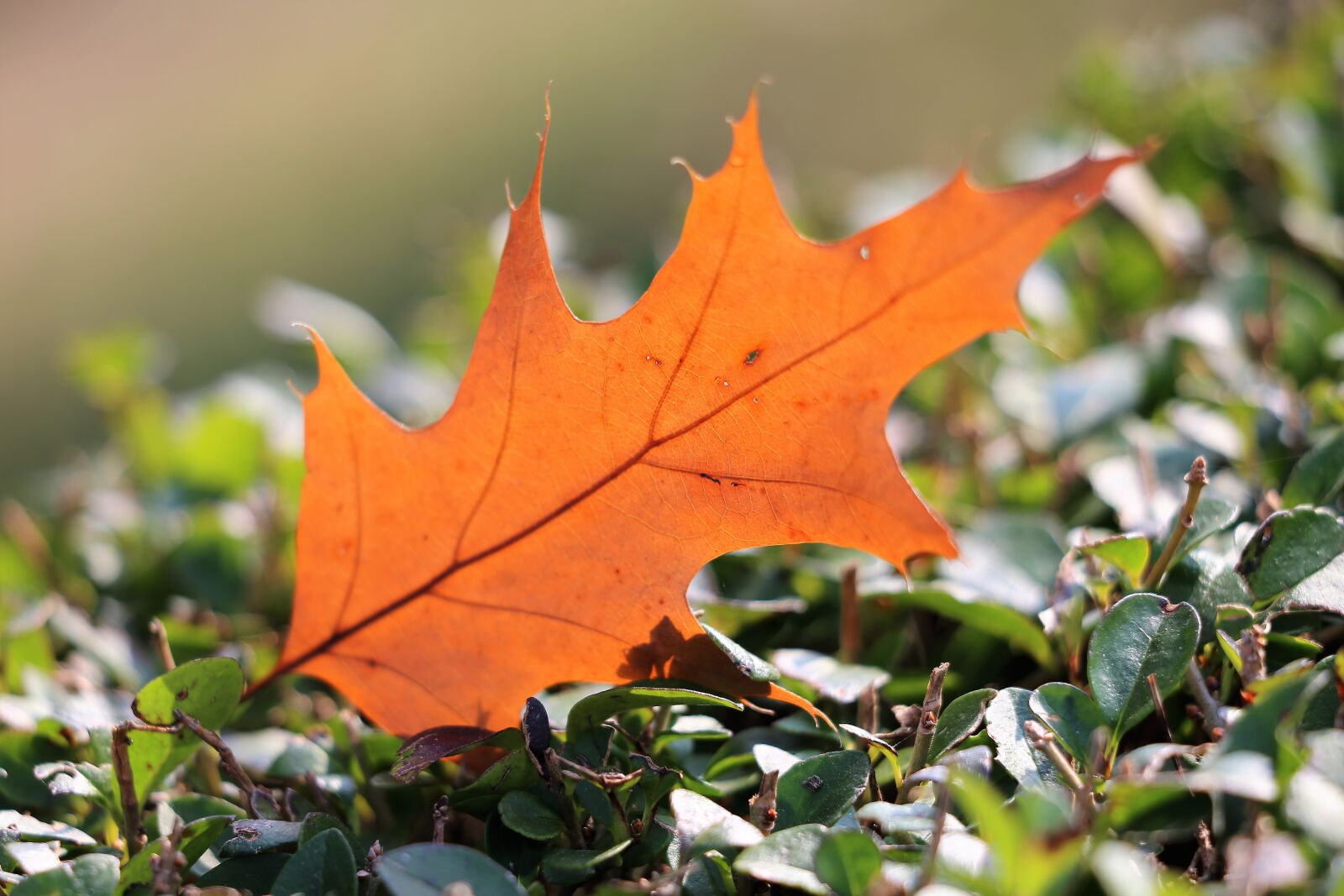 Canon EF 70-300 F4-5.6 IS II USM sample photo. Oak, quercus, leaf photography