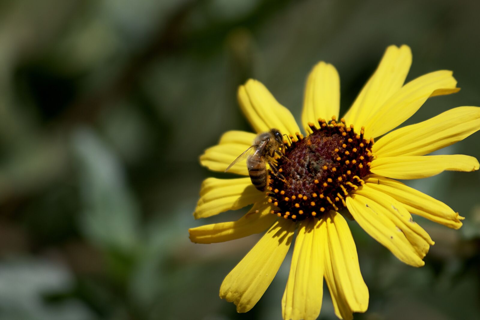 Canon EOS 750D (EOS Rebel T6i / EOS Kiss X8i) sample photo. Flower, petal, stem photography