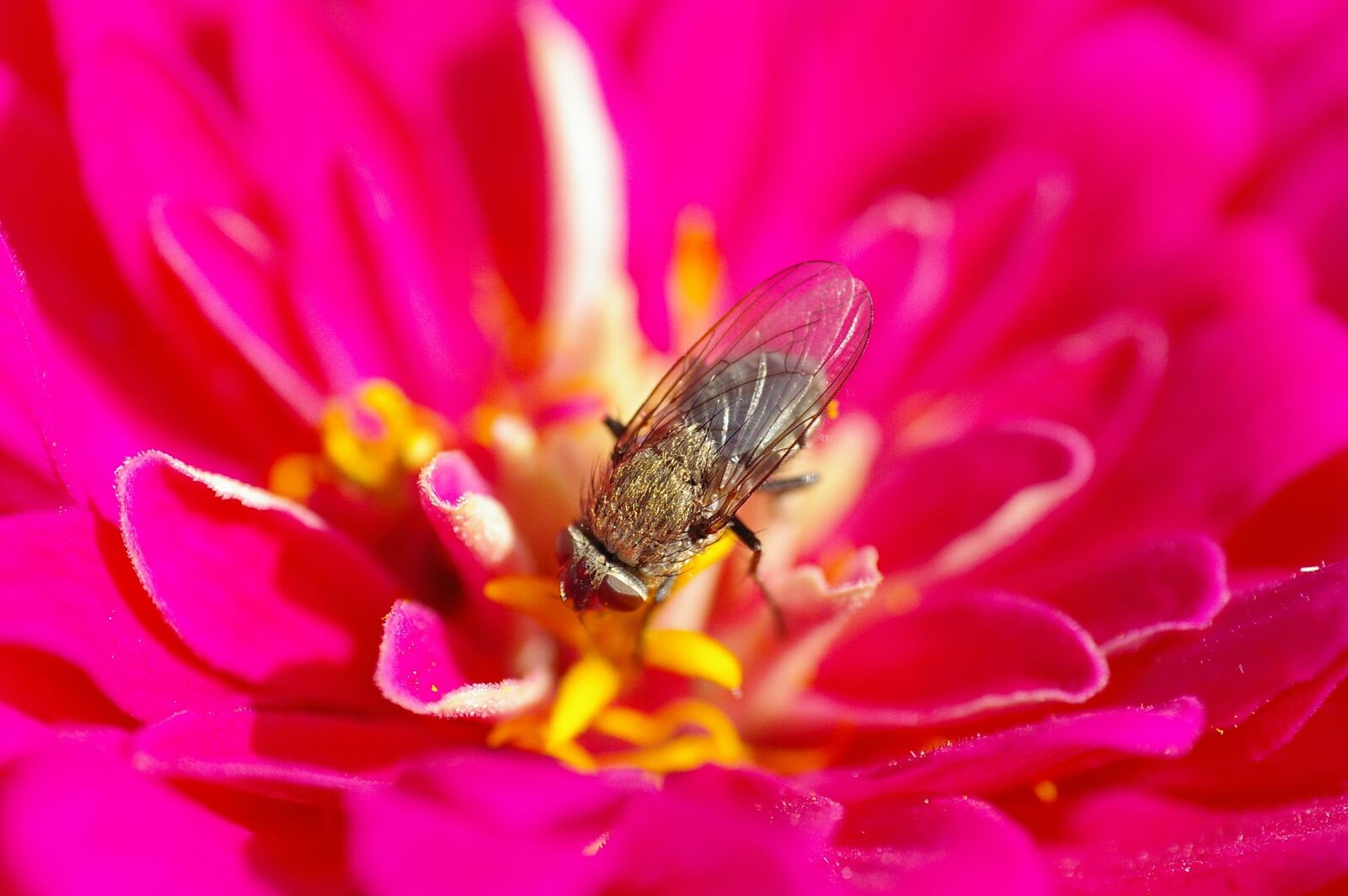 Pentax K100D sample photo. Fly, blossom, bloom photography