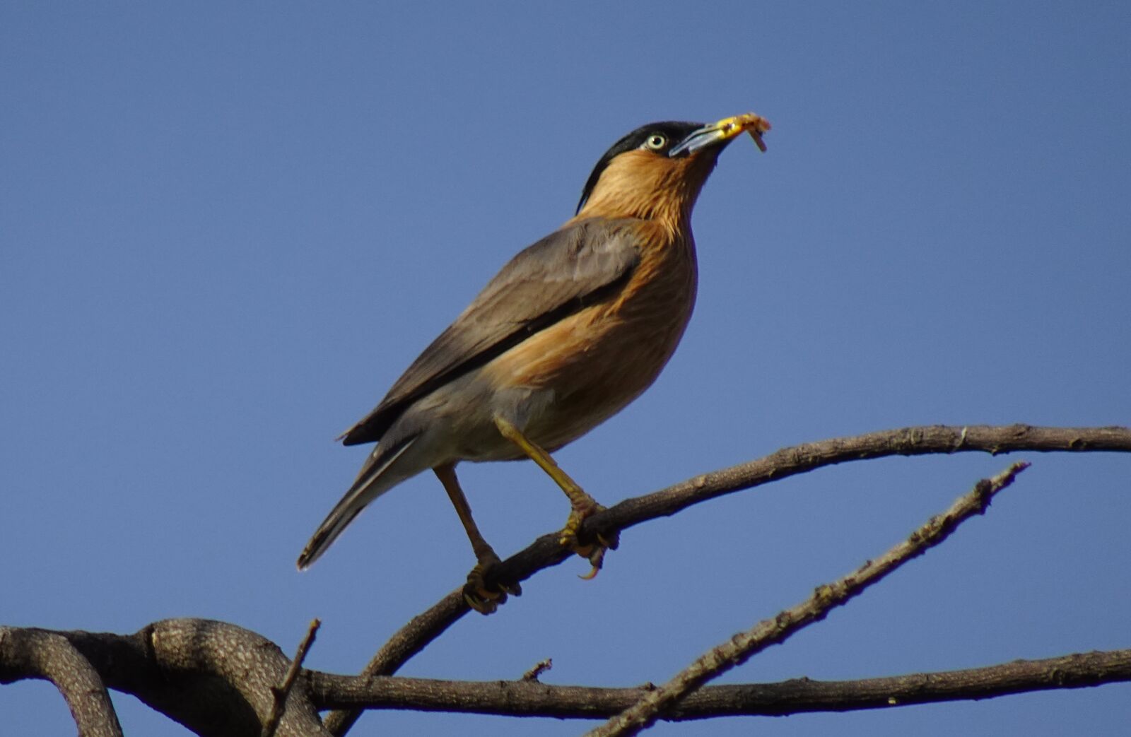 Sony DSC-WX800 sample photo. Bird, aves, brahminy myna photography