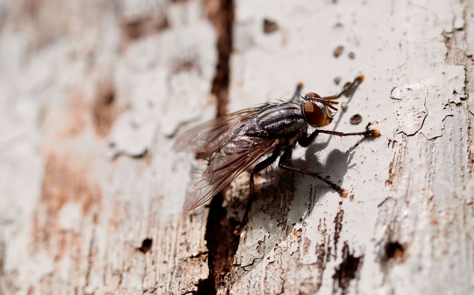Olympus M.Zuiko Digital ED 60mm F2.8 Macro sample photo. Insect, fly, nature photography