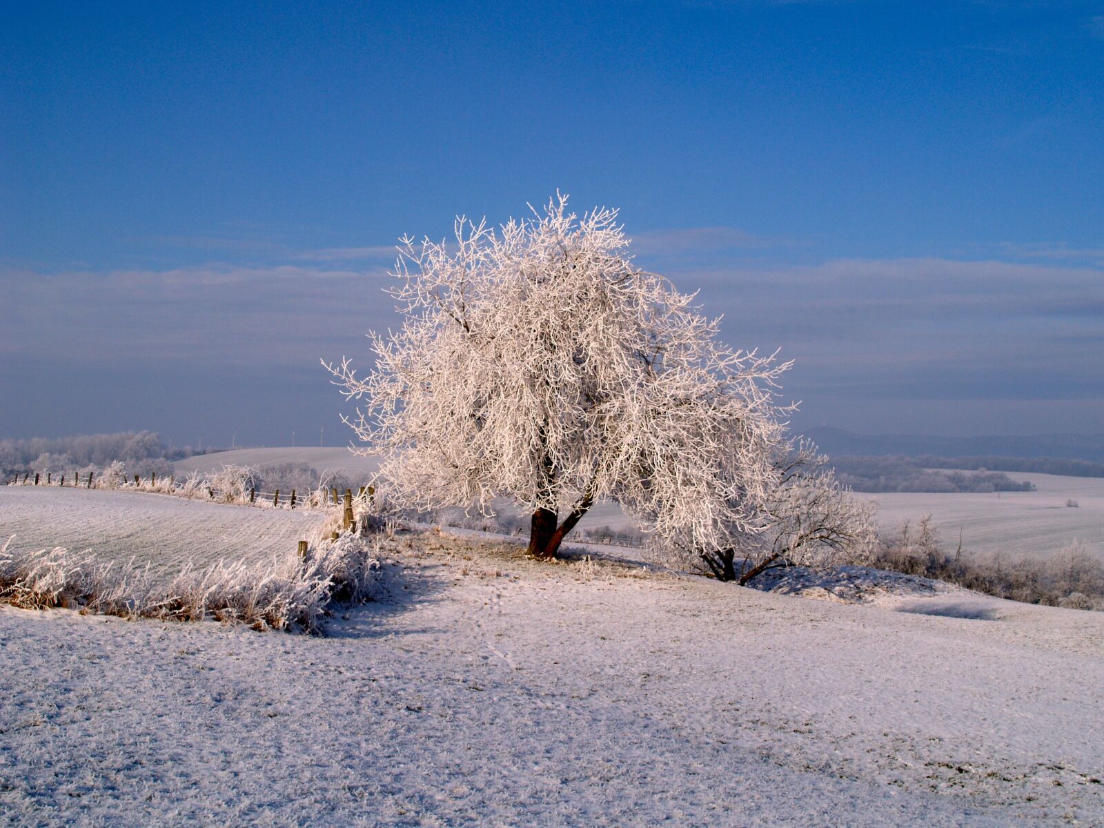 Olympus E-500 (EVOLT E-500) sample photo. Hoarfrost, winter, iced photography