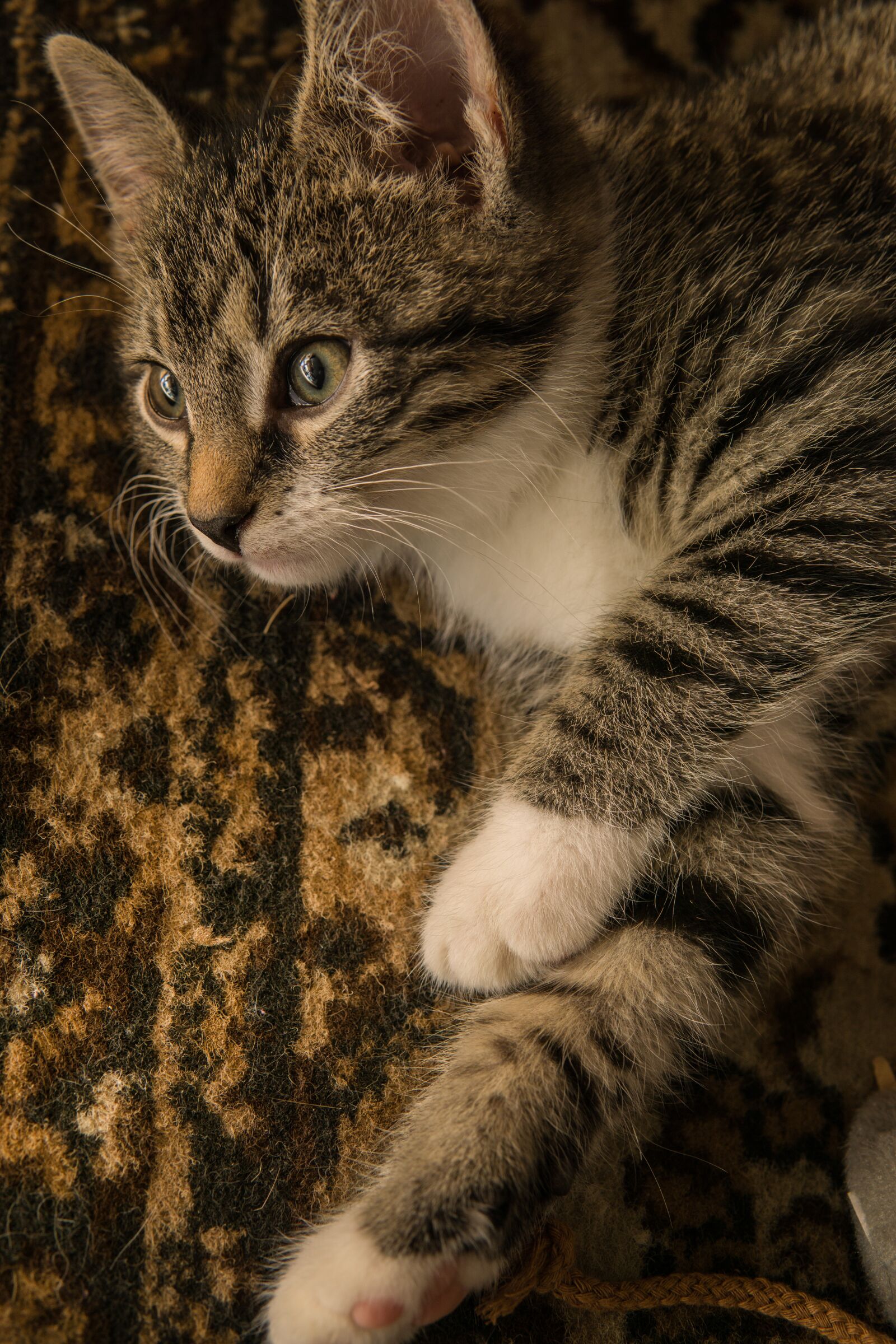 30mm F1.4 DC DN | Contemporary 016 sample photo. Cat, small, mackerel photography