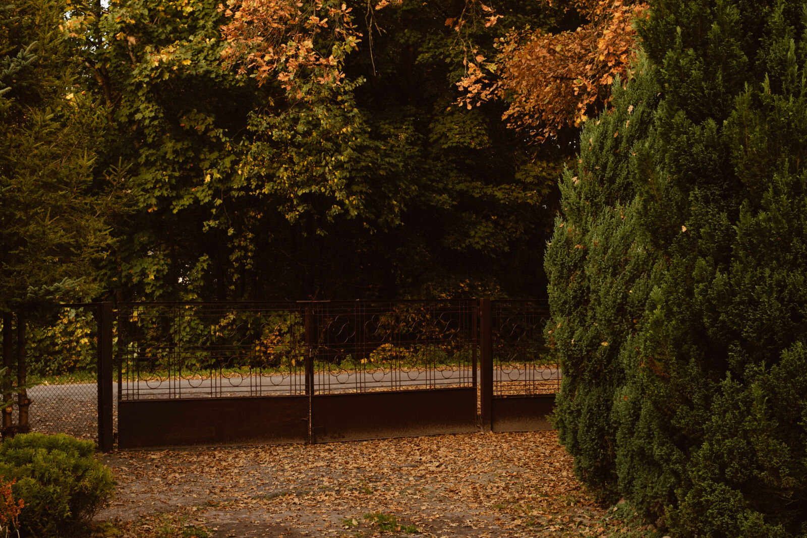 Nikon D3300 sample photo. Autumn, autumn, leaves, garden photography