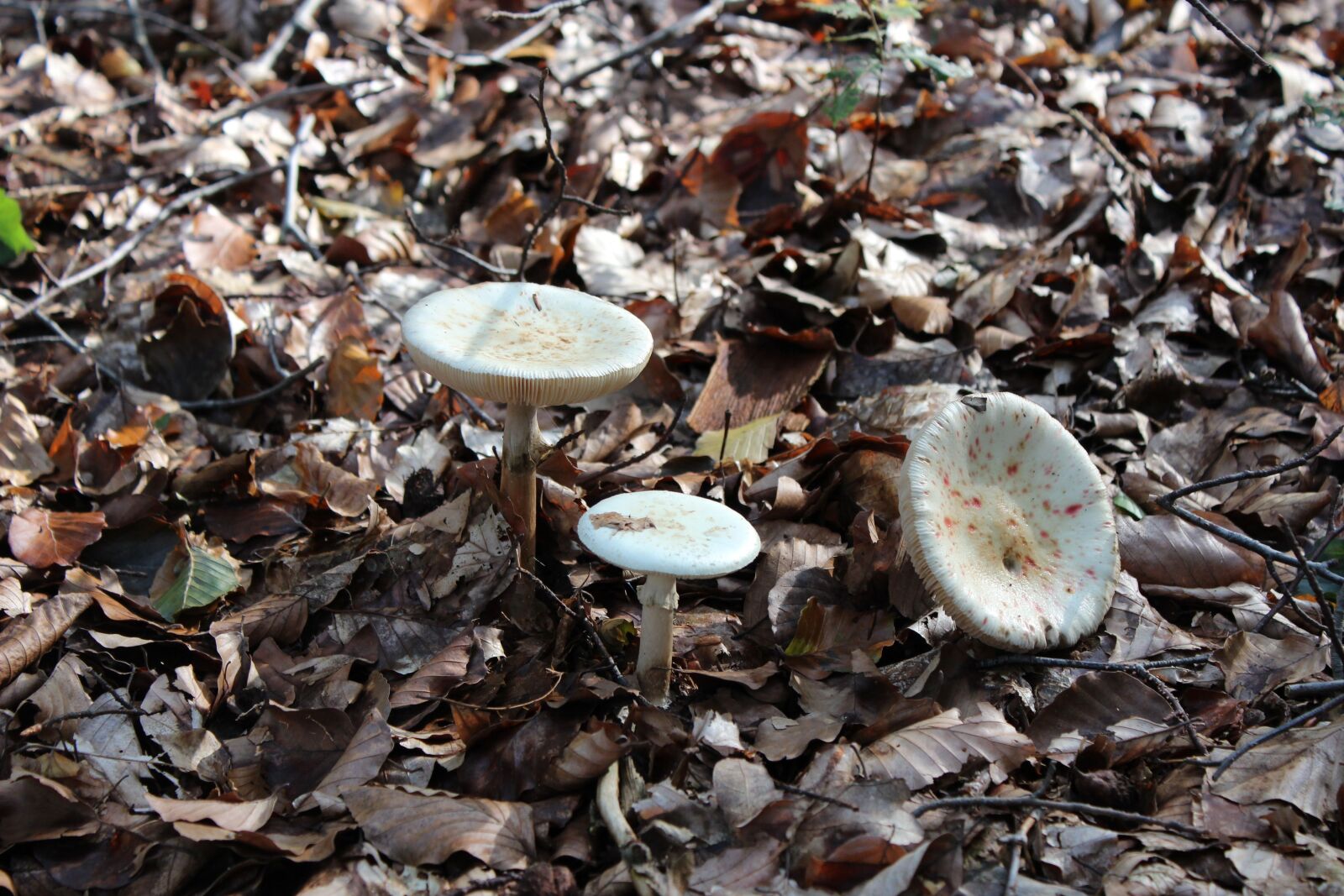 Canon EOS 600D (Rebel EOS T3i / EOS Kiss X5) sample photo. Mushroom, autumn, agaric photography