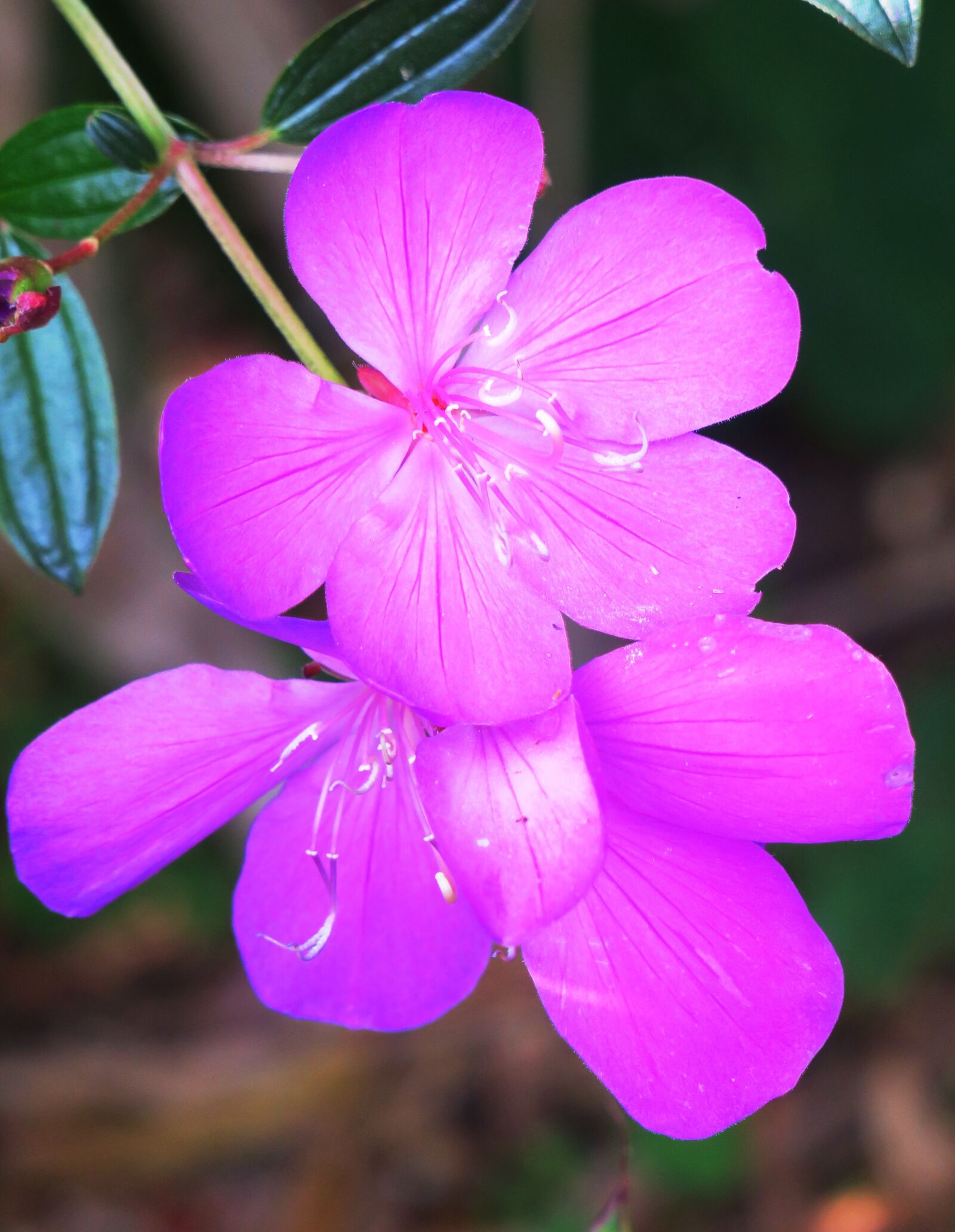 Canon PowerShot G3 X sample photo. Te male flowers, nature photography