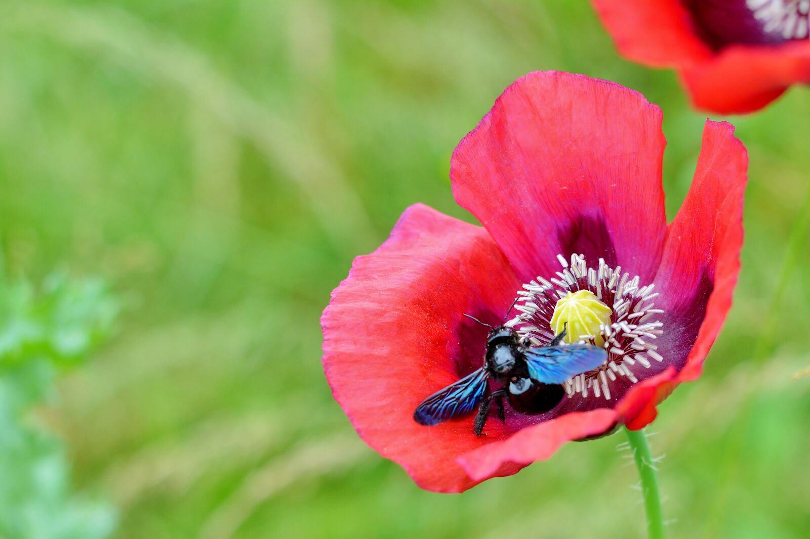 Nikon D5200 sample photo. Poppy, blue wooden bee photography