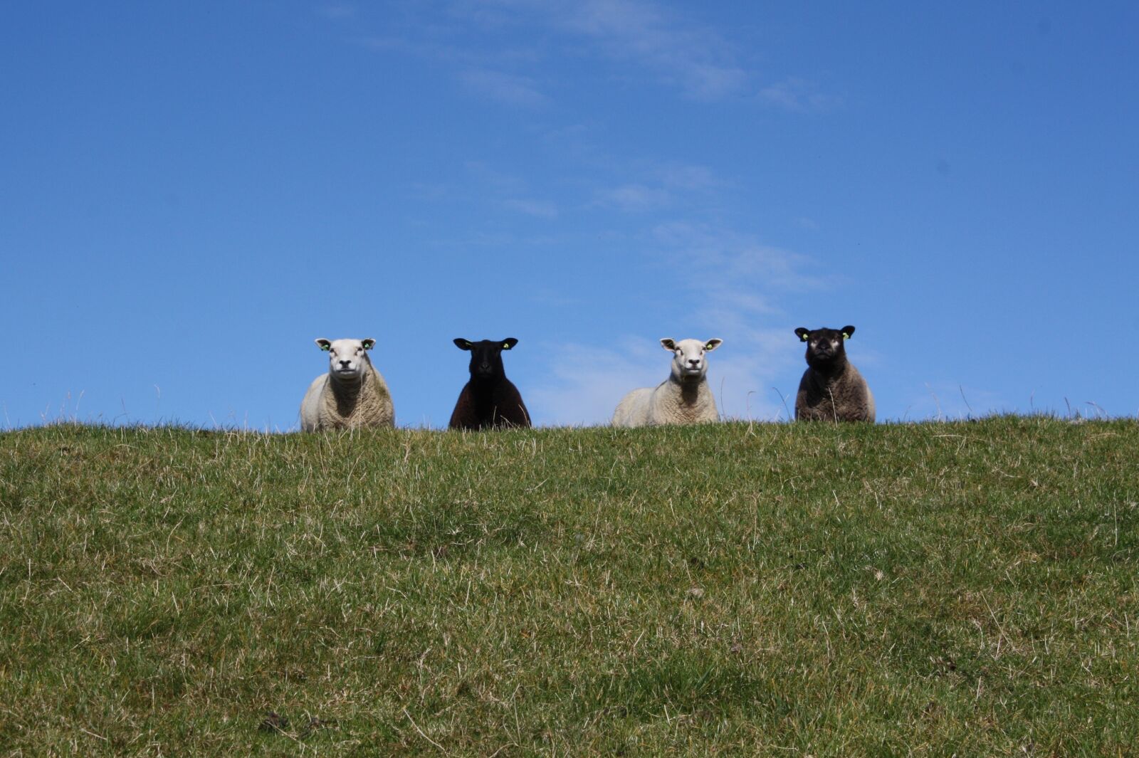 Canon EOS 450D (EOS Rebel XSi / EOS Kiss X2) sample photo. Sheep, flock, schäfchen photography