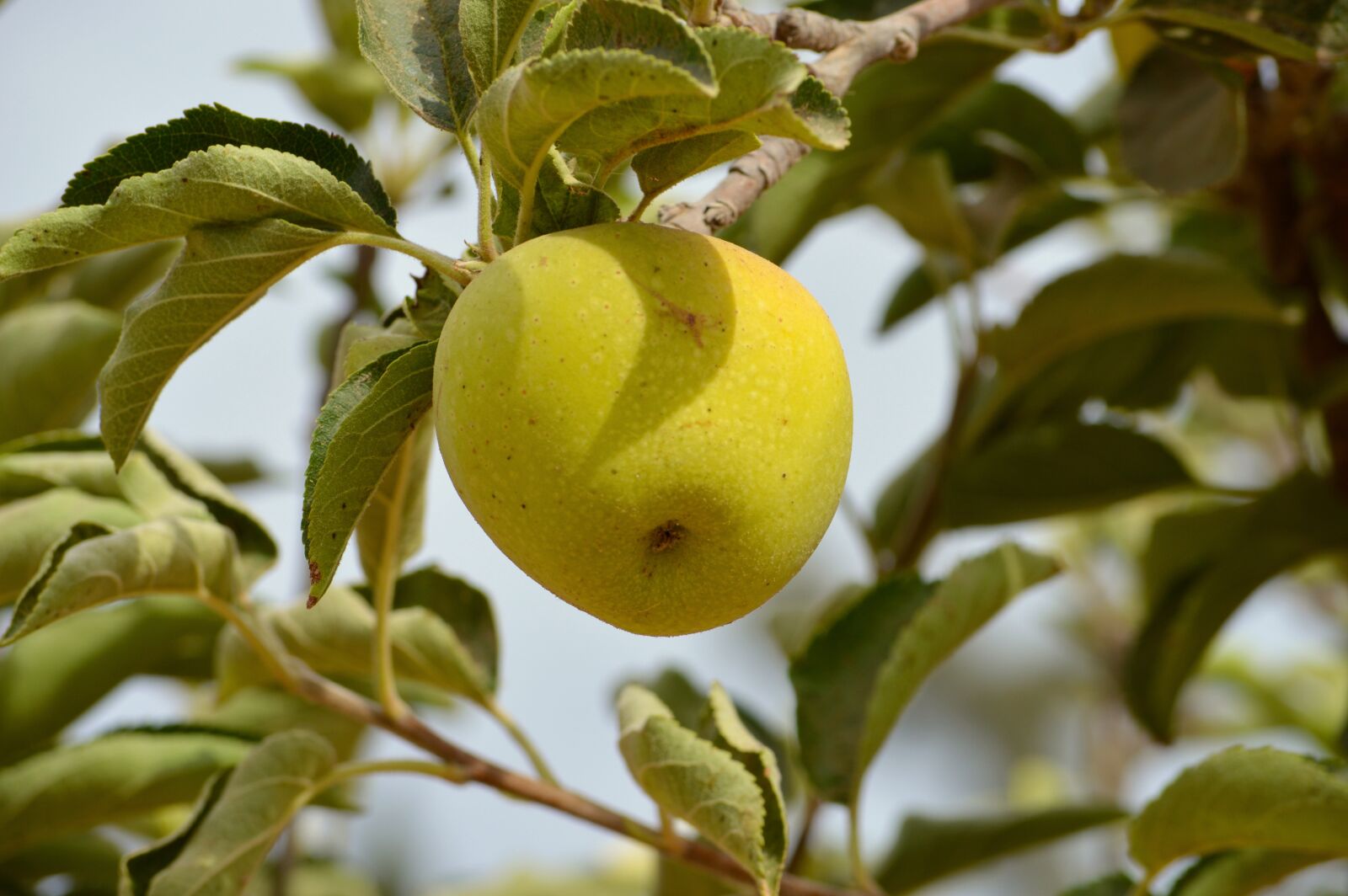 Nikon D3200 sample photo. Apple, fruit, manzano photography