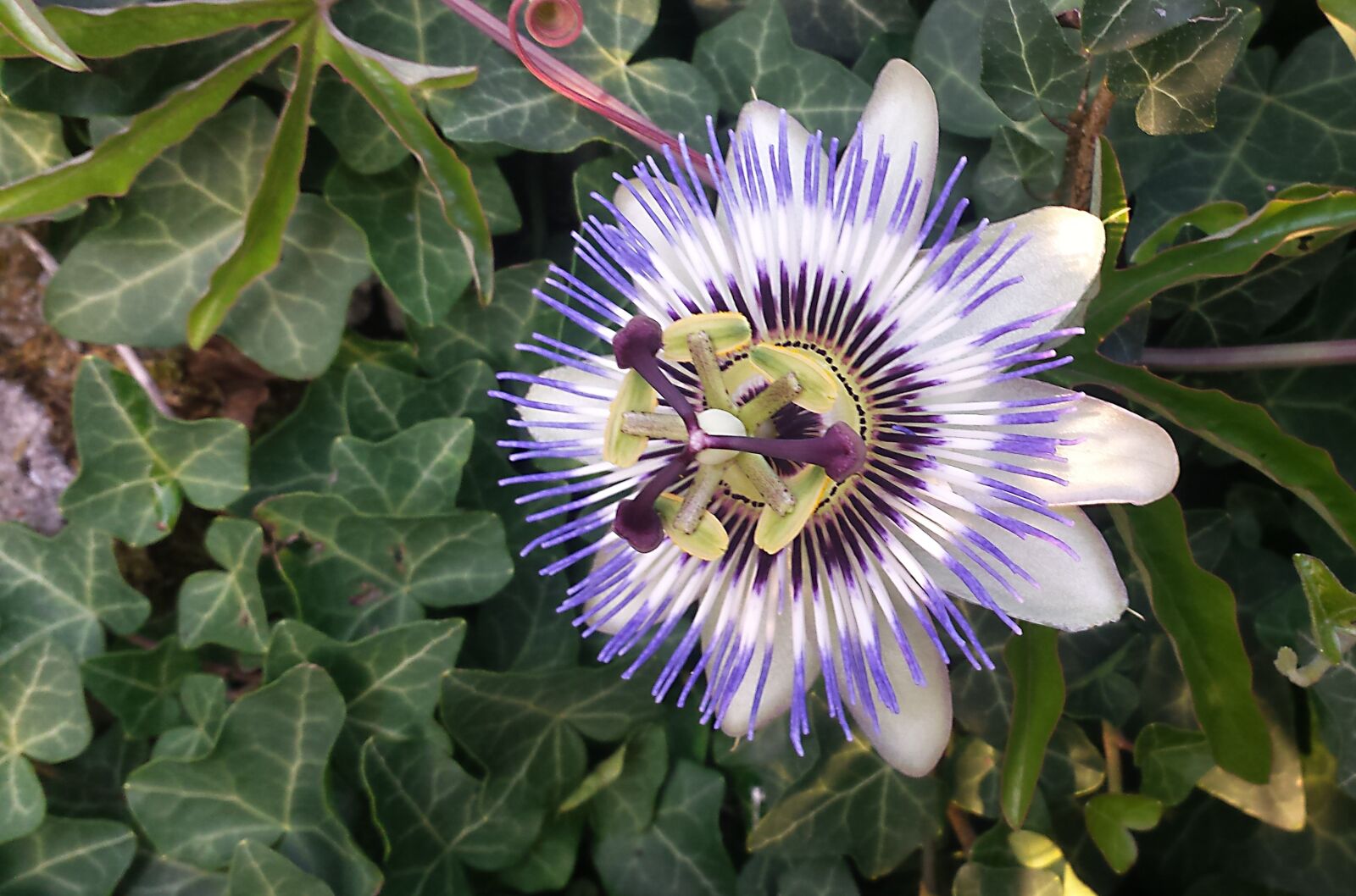 Samsung Galaxy S4 sample photo. Blossom, bloom, fruit photography