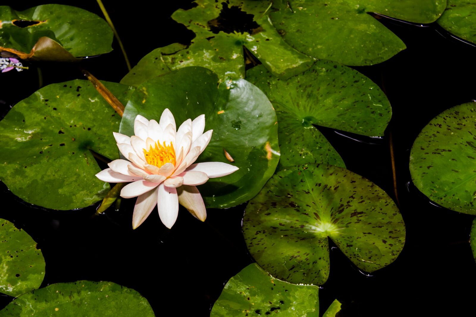 Canon EF-S 17-85mm F4-5.6 IS USM sample photo. Flower, horn, page photography