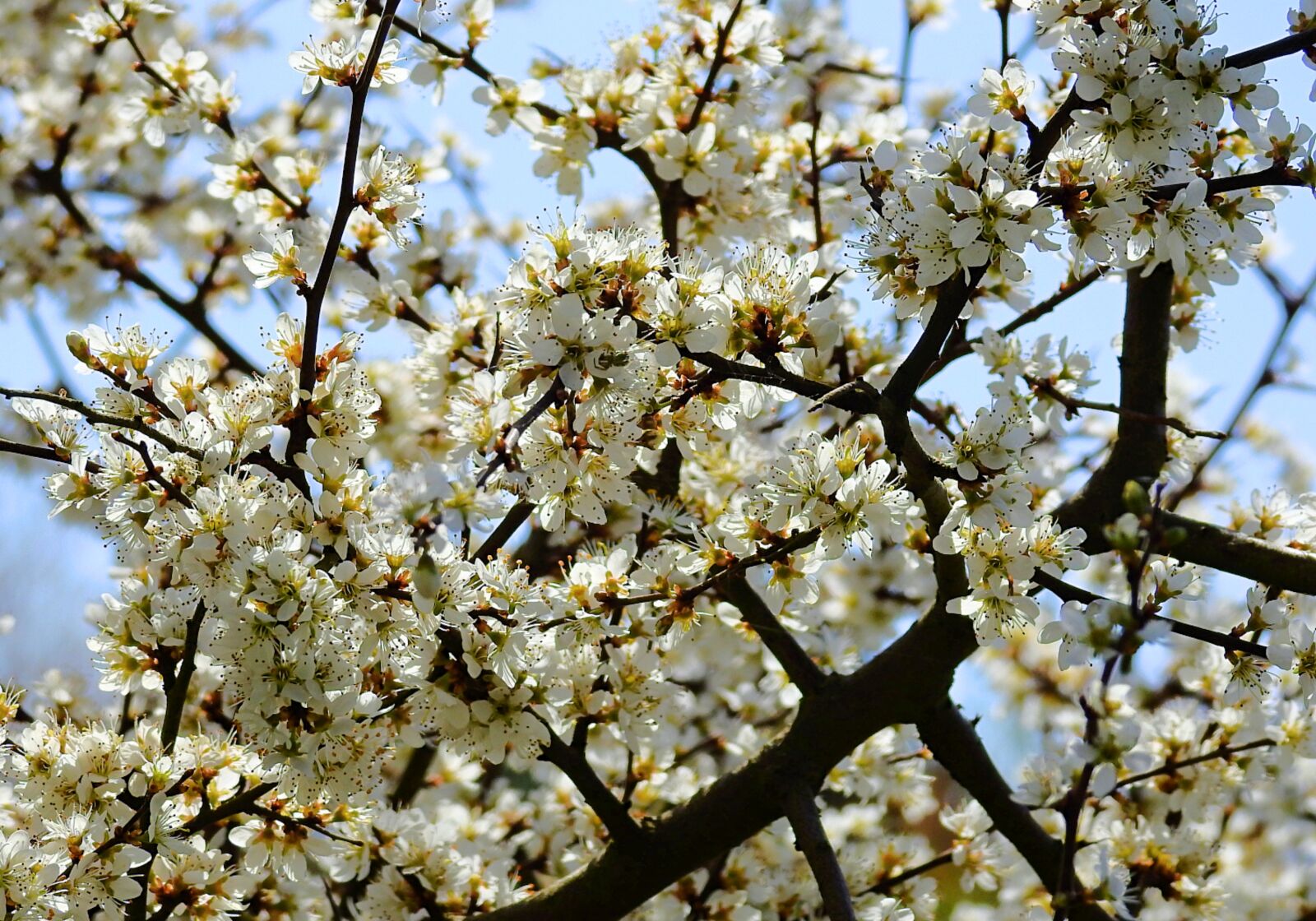 Nikon Coolpix P900 sample photo. Spring, flowering, flowers photography