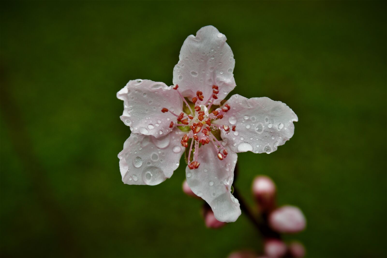 Canon EOS 550D (EOS Rebel T2i / EOS Kiss X4) sample photo. Flower, nature, flora photography