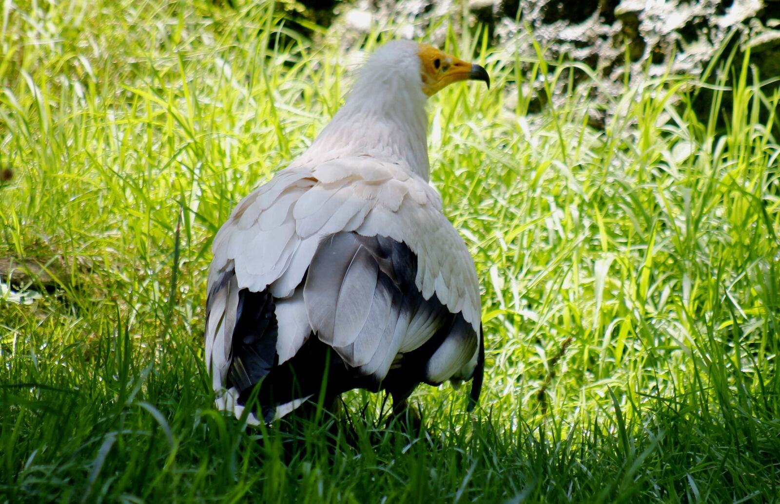Canon EF 75-300mm f/4-5.6 sample photo. Egyptian vulture, bird, zoo photography
