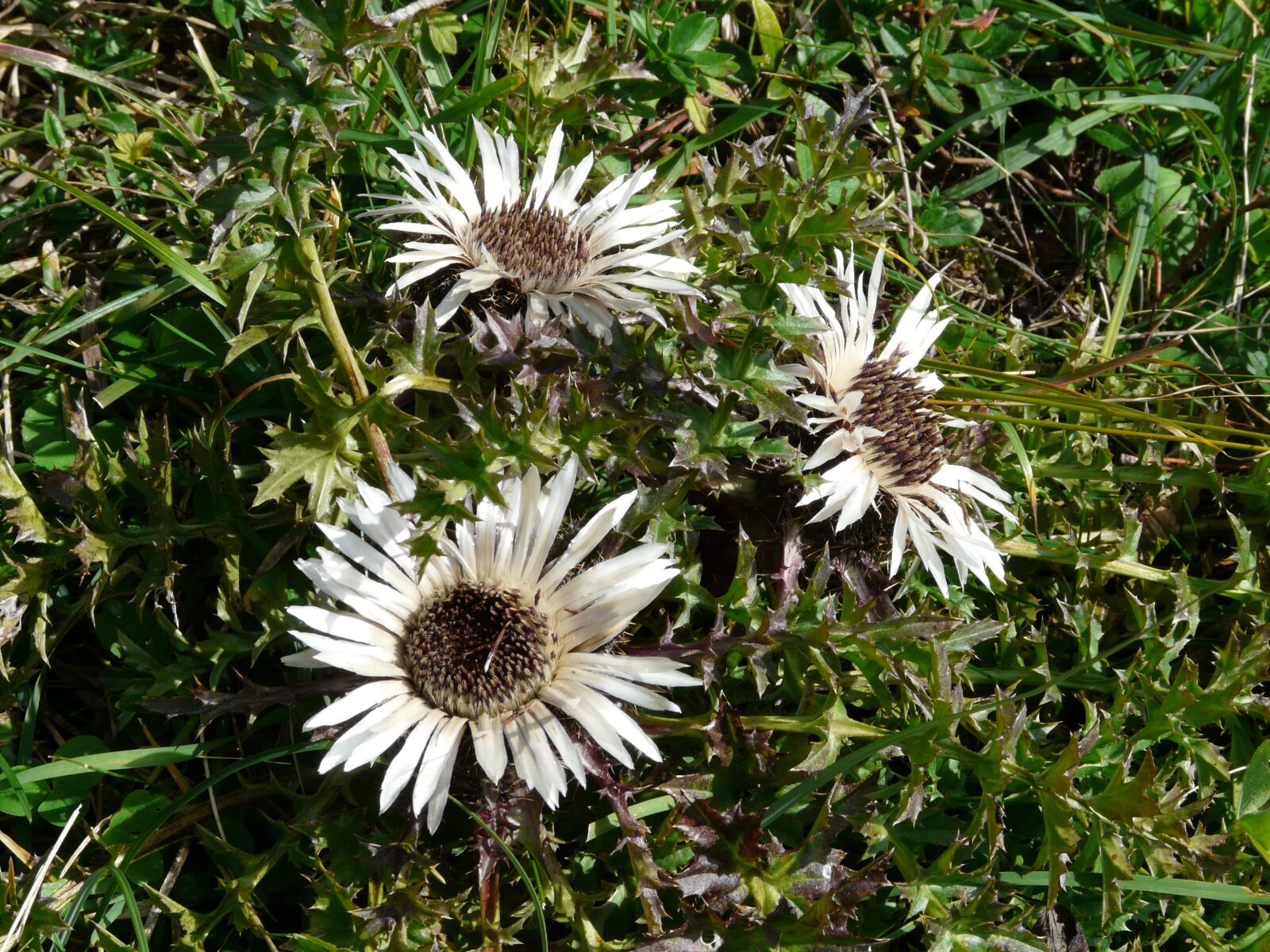Panasonic DMC-FZ18 sample photo. Silver thistle, thistle, blossom photography