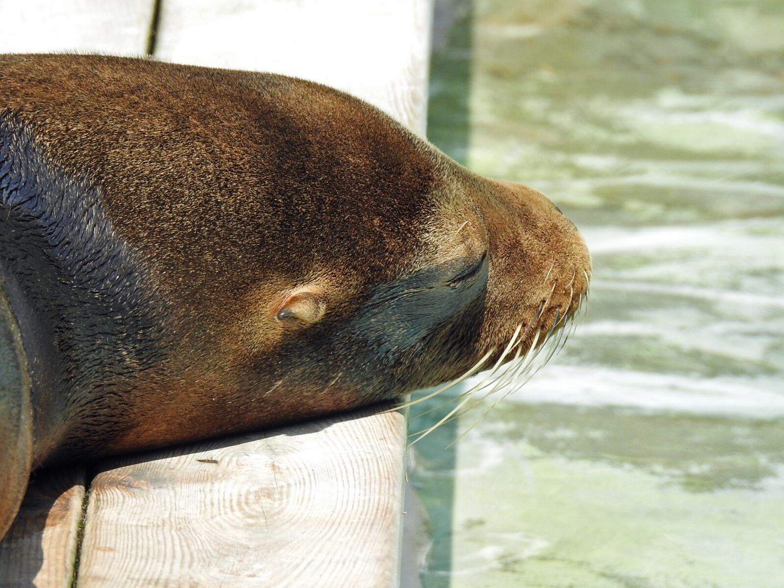 Nikon Coolpix P900 sample photo. Sea lion, water, animal photography