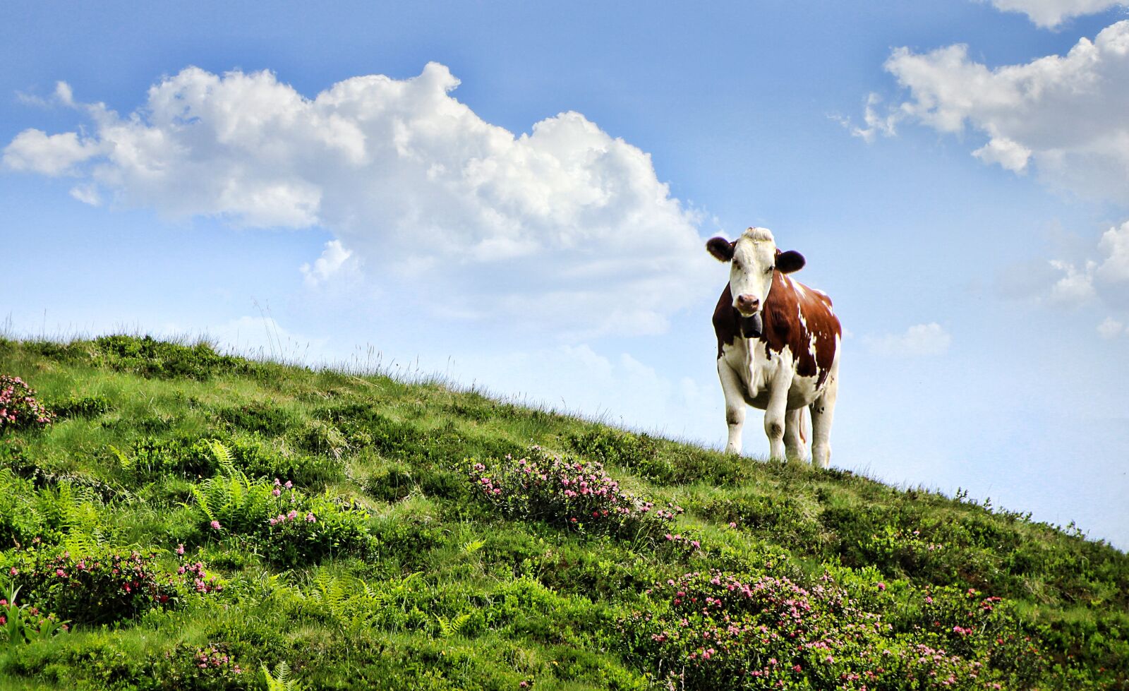 Canon EOS 1300D (EOS Rebel T6 / EOS Kiss X80) sample photo. Cow, pasture, alm photography