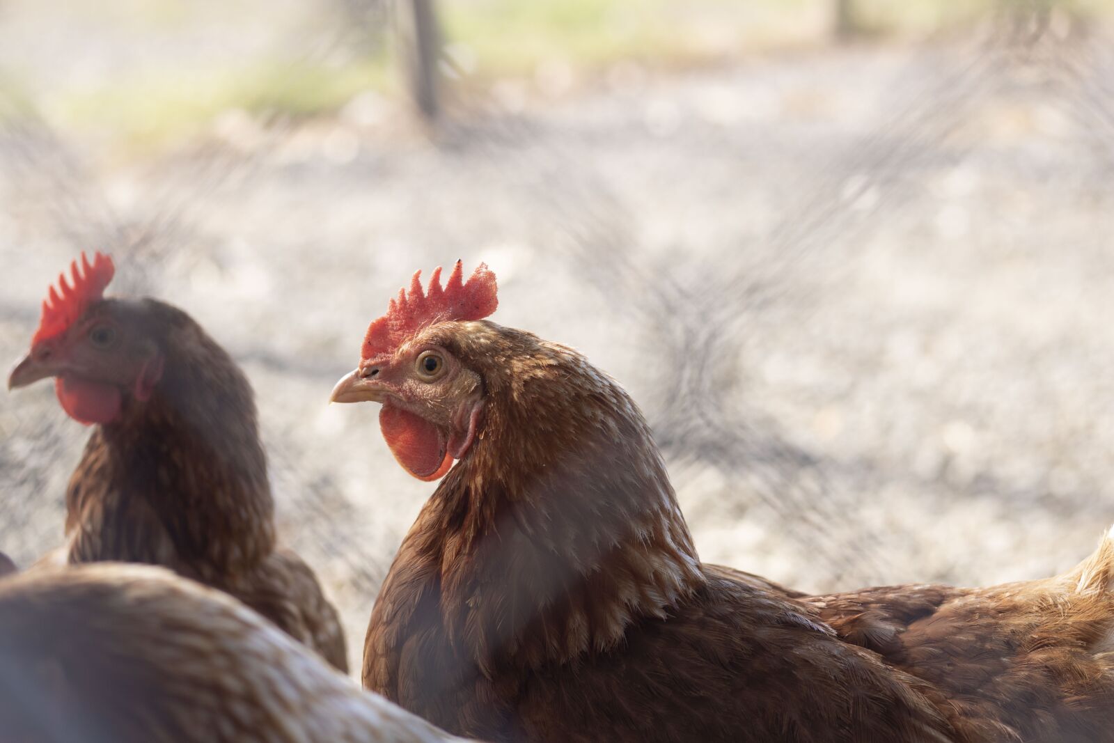 Canon EOS 750D (EOS Rebel T6i / EOS Kiss X8i) sample photo. Chickens, bird, animal photography