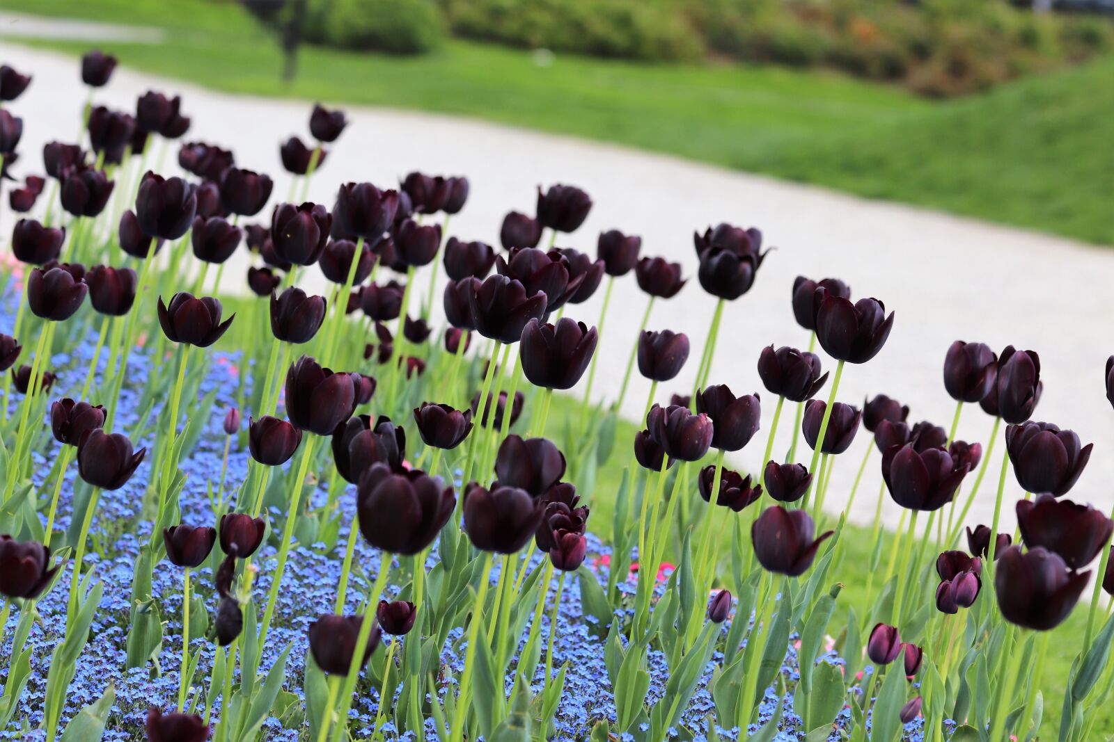 Canon EOS 200D (EOS Rebel SL2 / EOS Kiss X9) sample photo. Black tulips, blue aubrieta photography