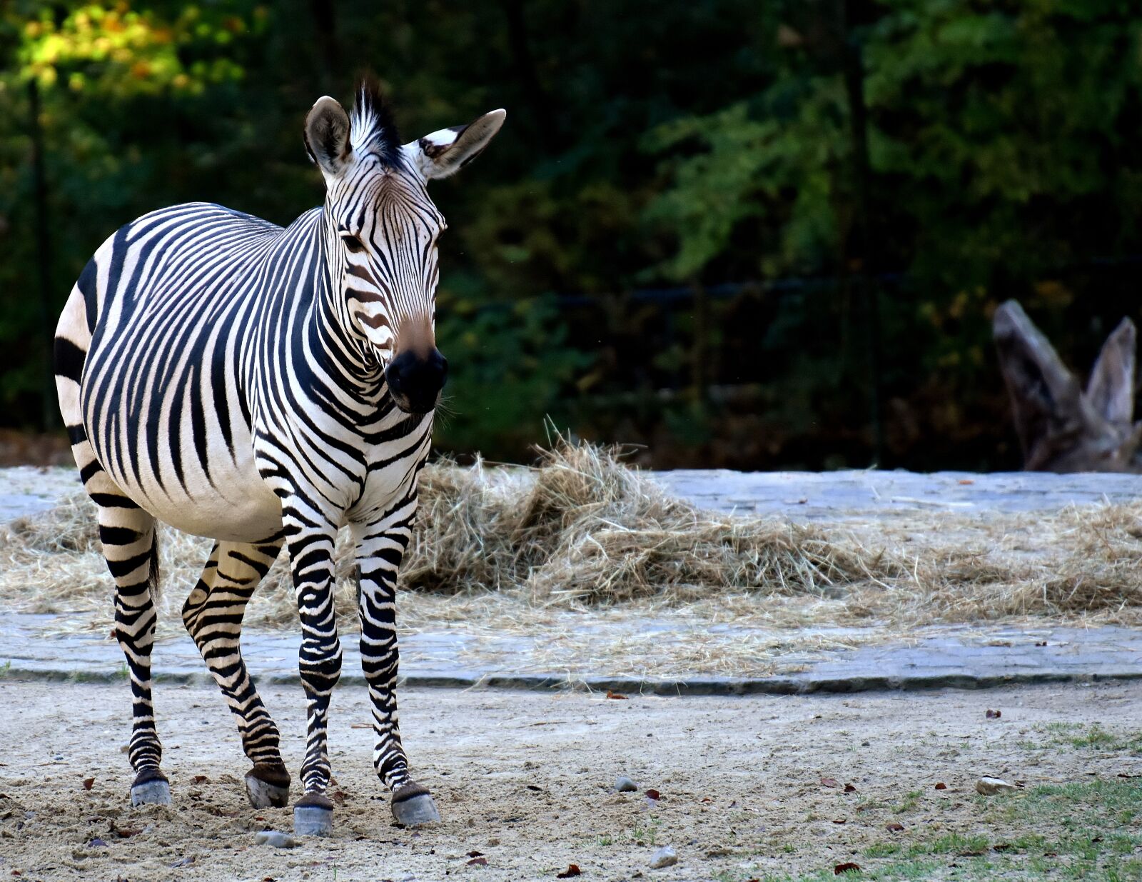 Nikon D7200 sample photo. Zebra, wild animal, zoo photography