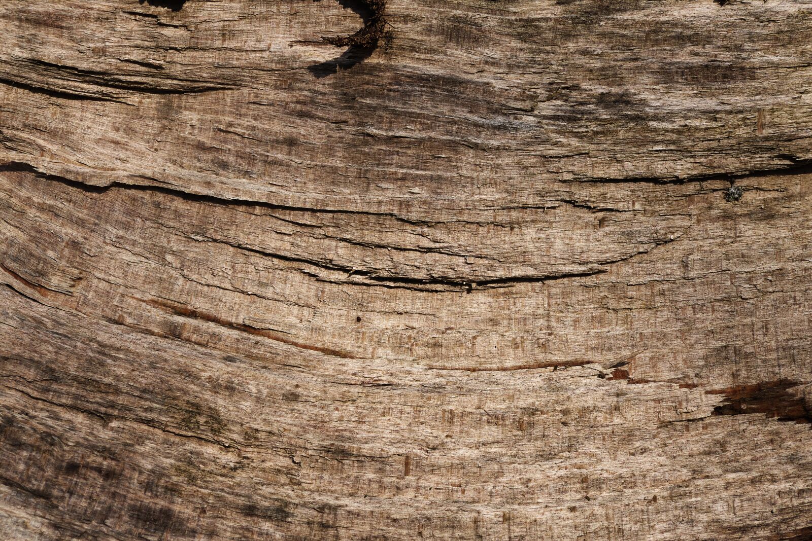 Panasonic Lumix DMC-FZ1000 sample photo. Bark, beech, tribe photography