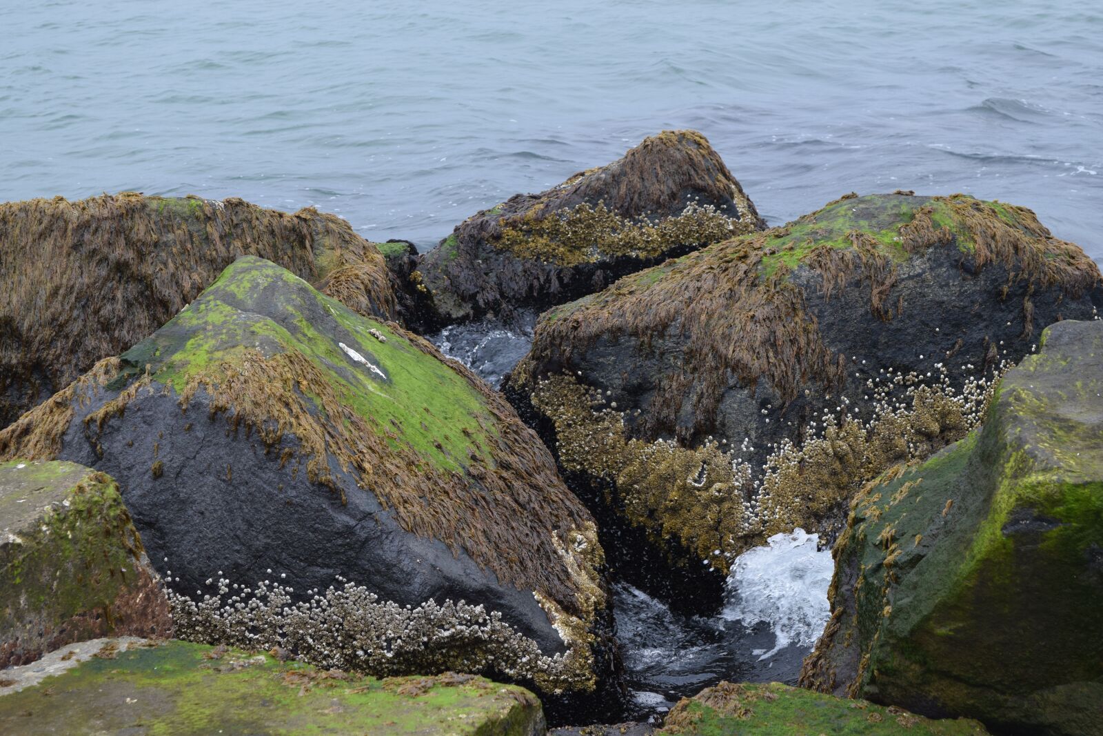 Nikon D3300 sample photo. Rock, water, mussels photography