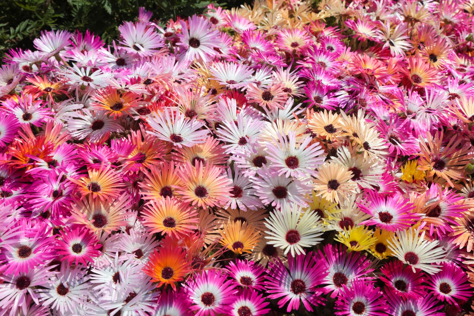 Canon EOS 5D Mark IV sample photo. Daisy, flowers, wildflower photography