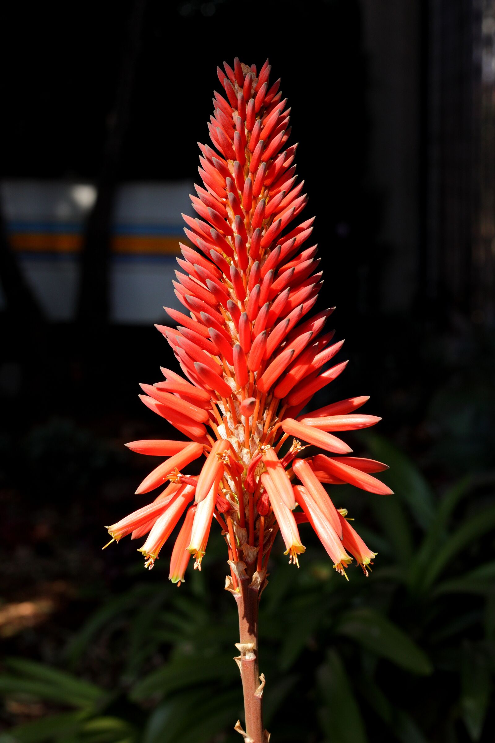 Canon EOS 77D (EOS 9000D / EOS 770D) + Canon EF 50mm F1.8 STM sample photo. Pink, flower, spring photography