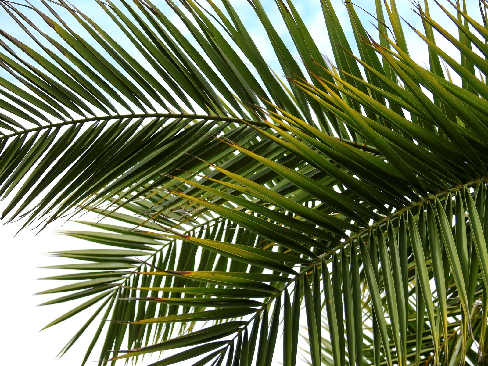 Nikon Coolpix P900 sample photo. Palm, plant, leaves photography