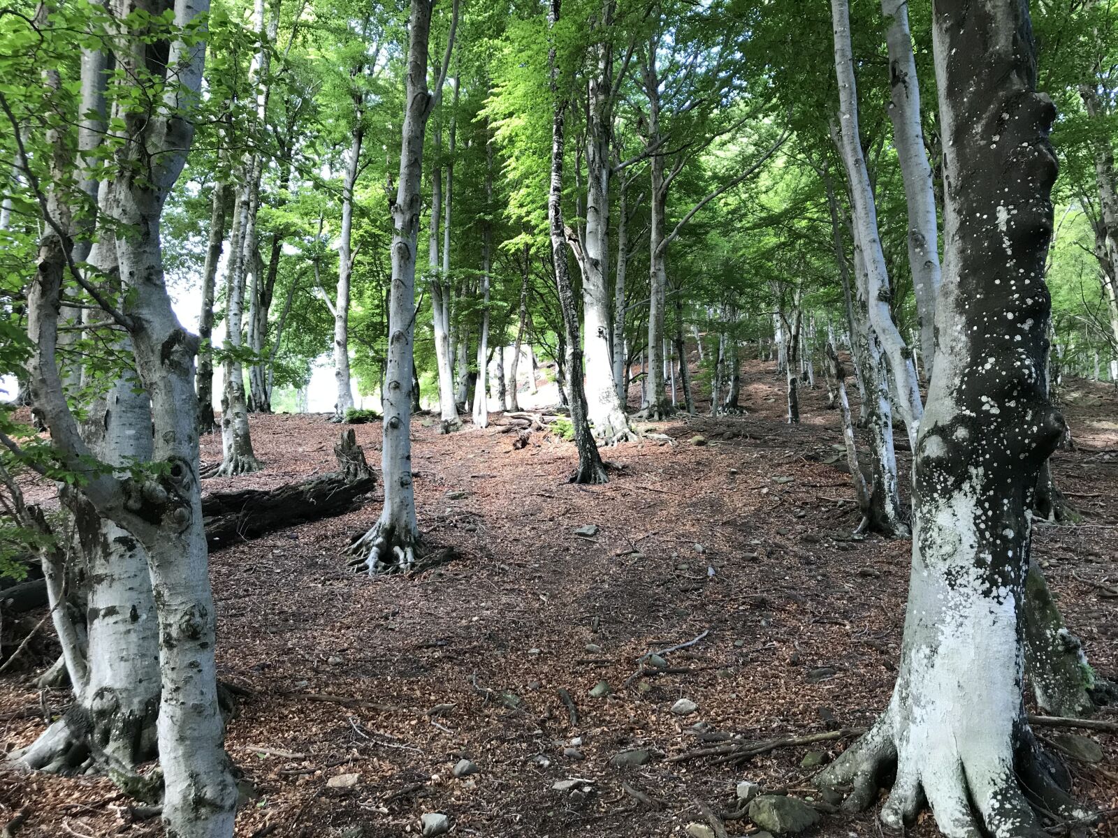 iPhone 7 back camera 3.99mm f/1.8 sample photo. To camusio, alpine route photography