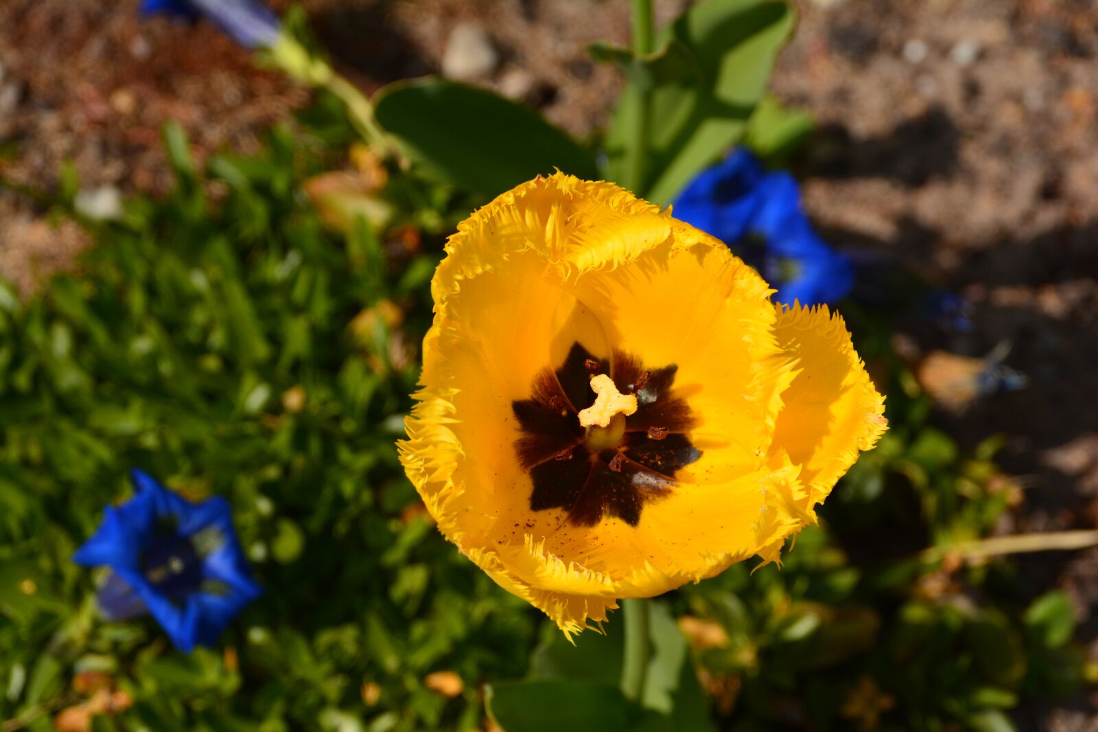 Nikon D7100 sample photo. Garden, schinveld, wilfried photography