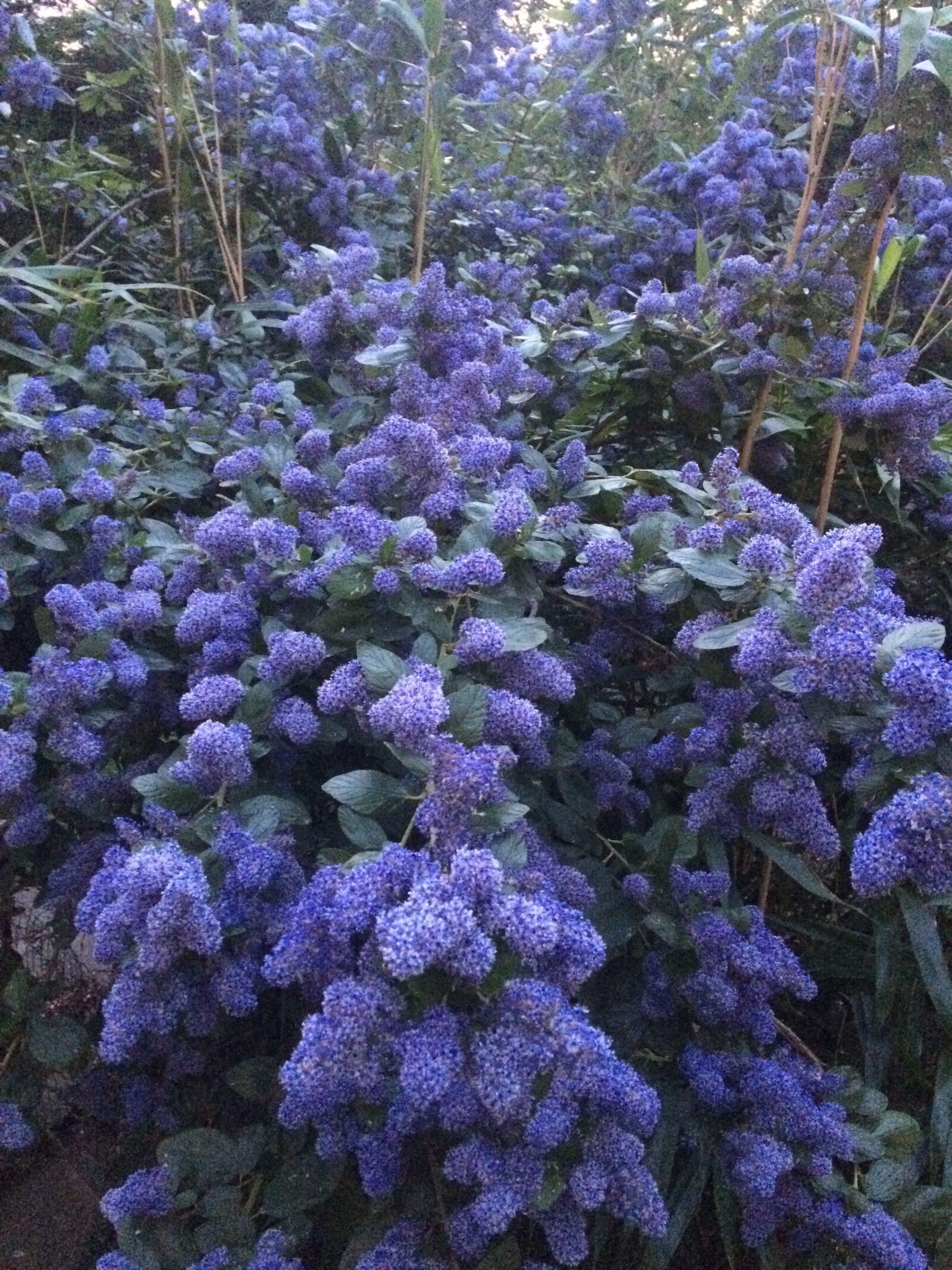 iPhone 5s back camera 4.15mm f/2.2 sample photo. Flowers, garden, spring photography