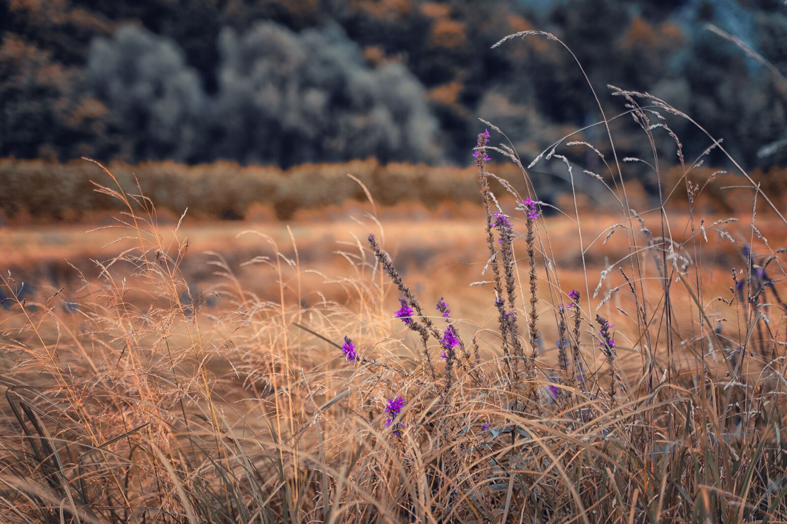 Tamron 28-75mm F2.8 Di III RXD sample photo. Flowers, field, meadow photography
