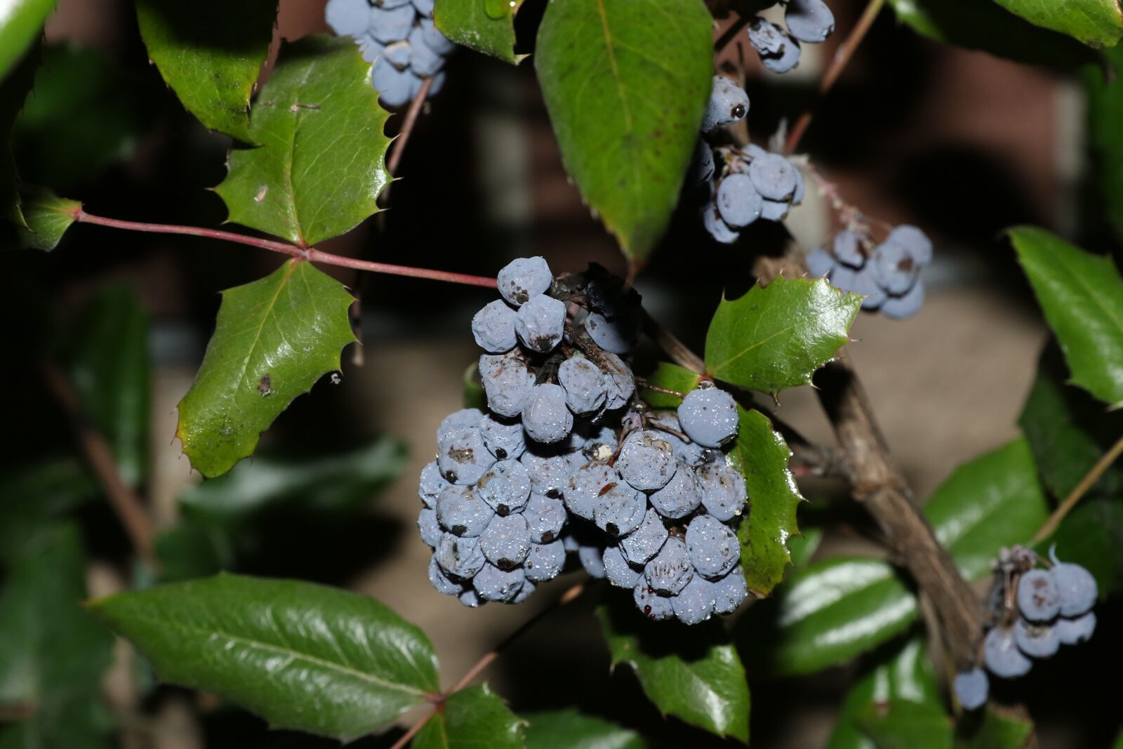 Canon EOS 7D Mark II sample photo. Fruit, berry, nature photography