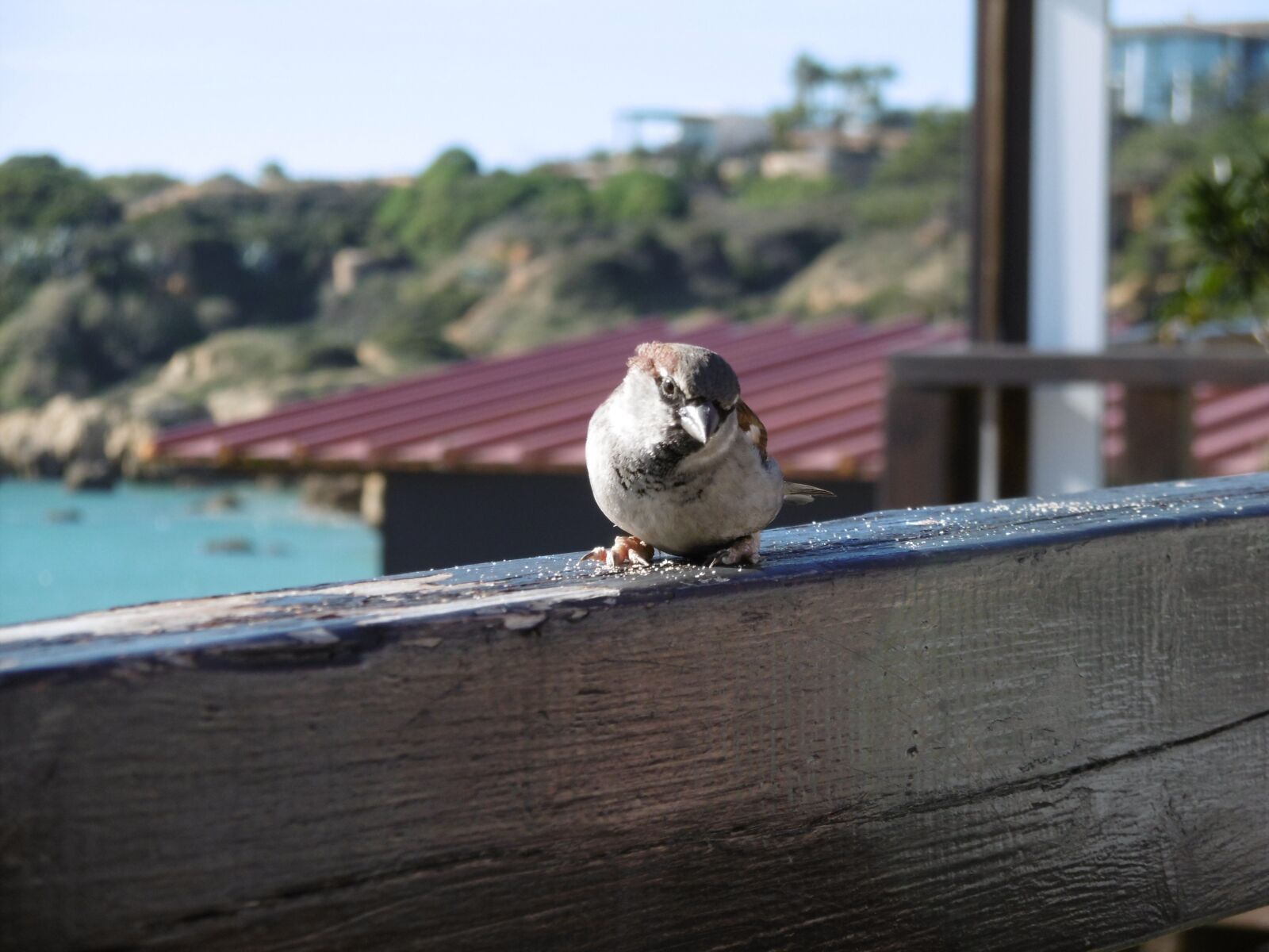 Panasonic DMC-SZ10 sample photo. Bird, nature, wildlife photography
