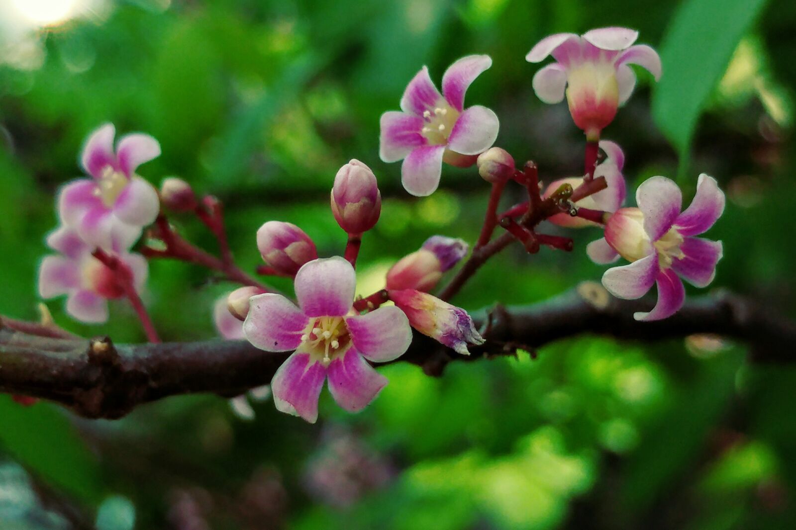 LG G5 sample photo. Little flowers, starfruit flower photography