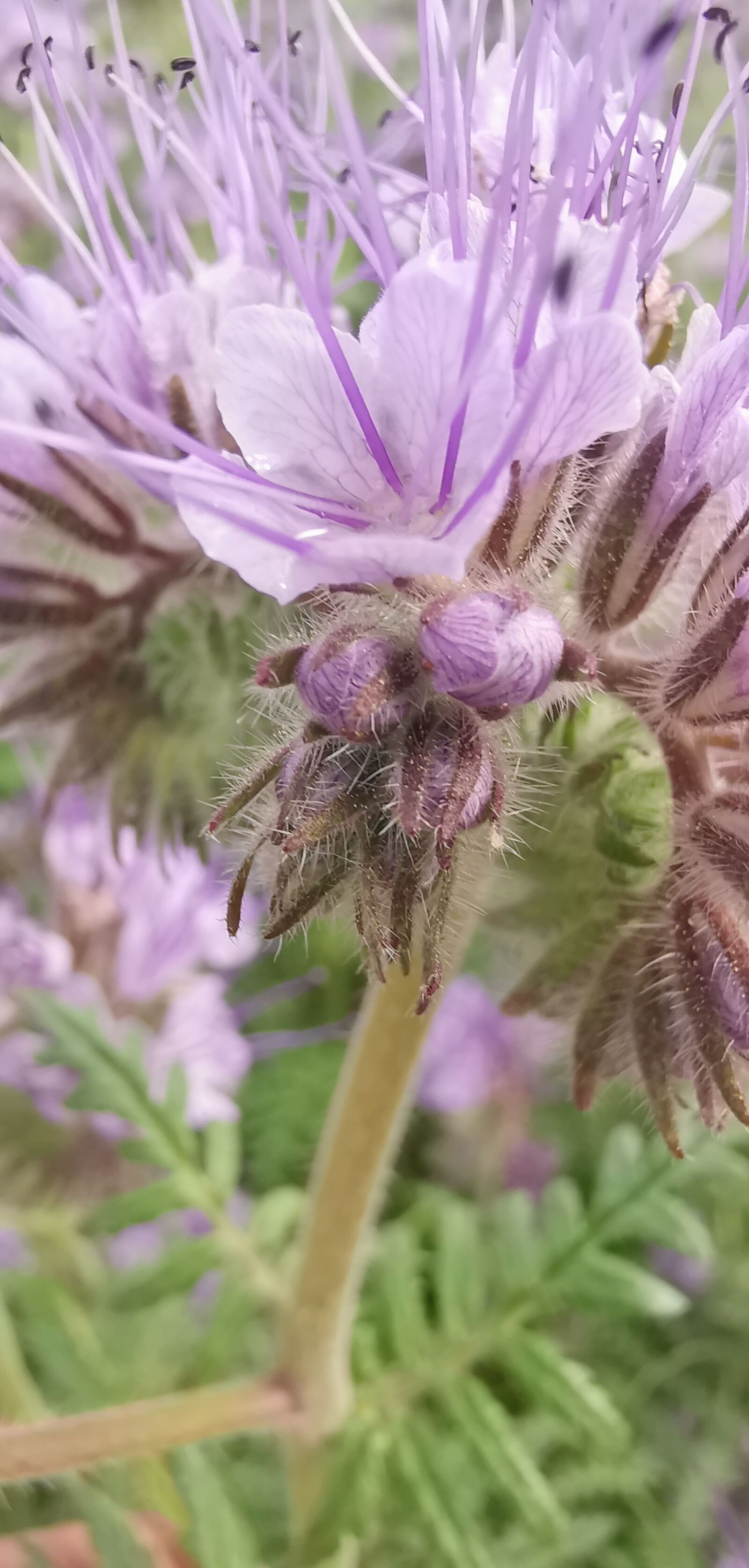 HUAWEI LYA-L29 sample photo. Flower, nature, hungary photography