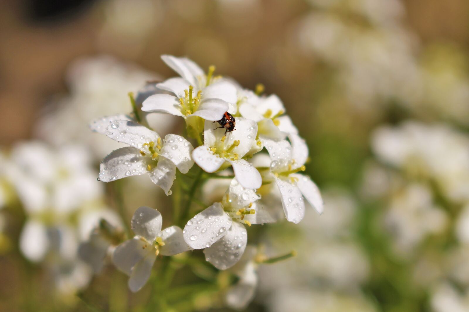 Canon EOS 100D (EOS Rebel SL1 / EOS Kiss X7) sample photo. Flower, insect, droplets photography