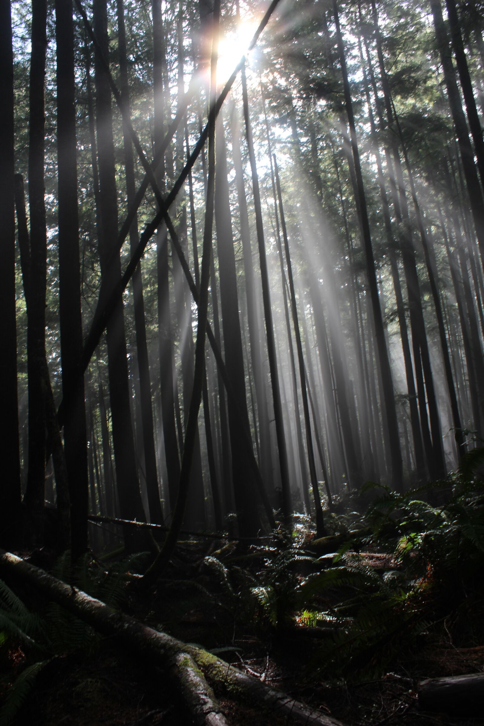 Canon EOS 1200D (EOS Rebel T5 / EOS Kiss X70 / EOS Hi) sample photo. Spooky, dark, forest photography