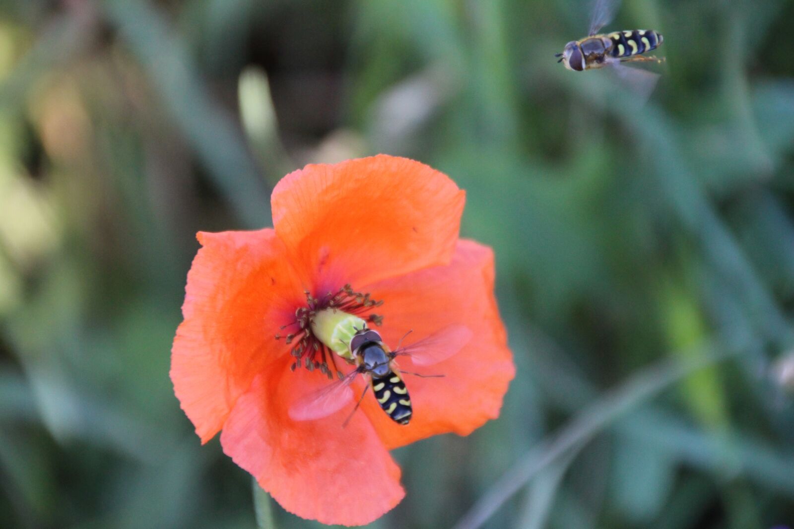 Canon EOS 650D (EOS Rebel T4i / EOS Kiss X6i) sample photo. Wasps, approach, insect photography