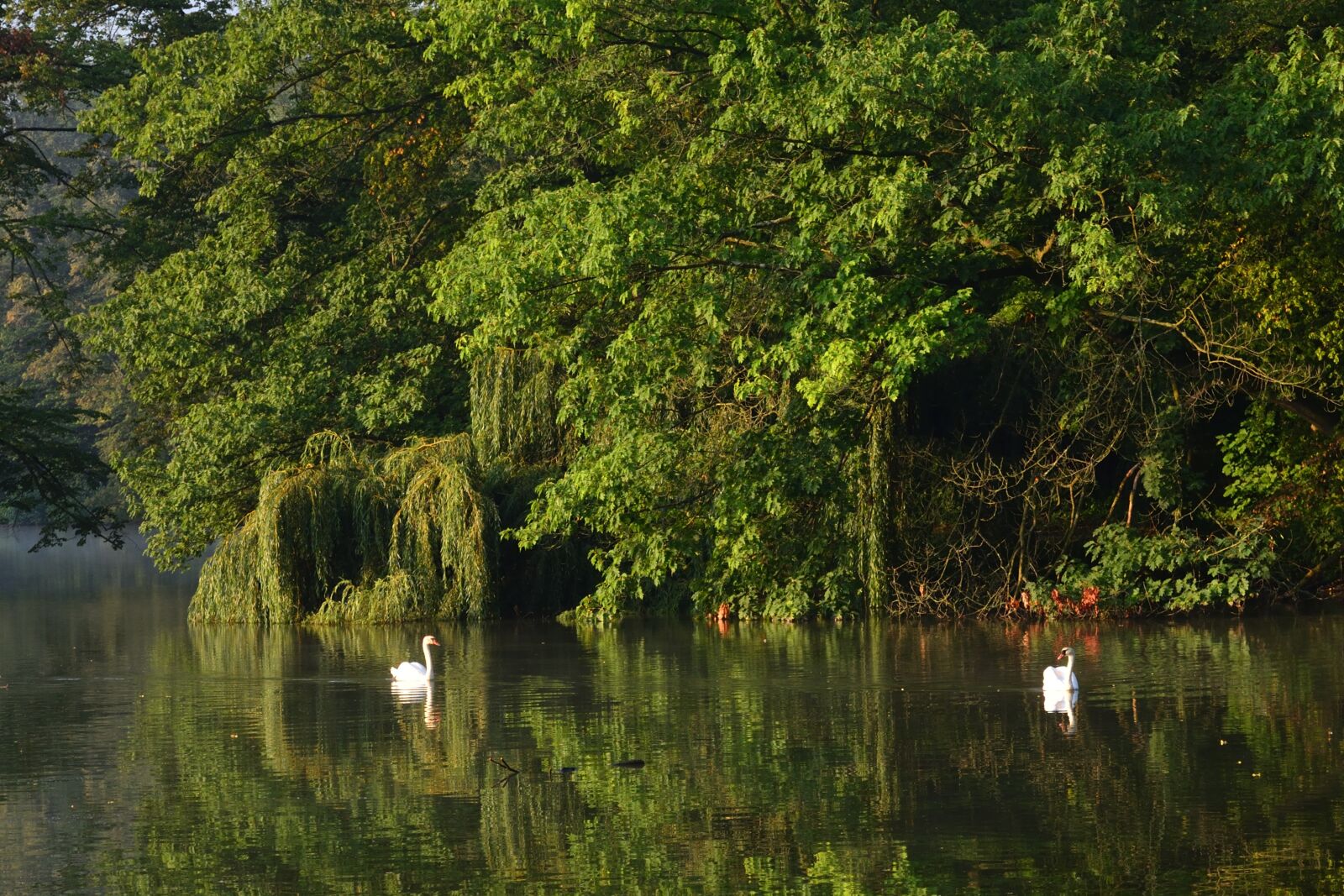 Nikon D5200 sample photo. Lake, swans, nature photography